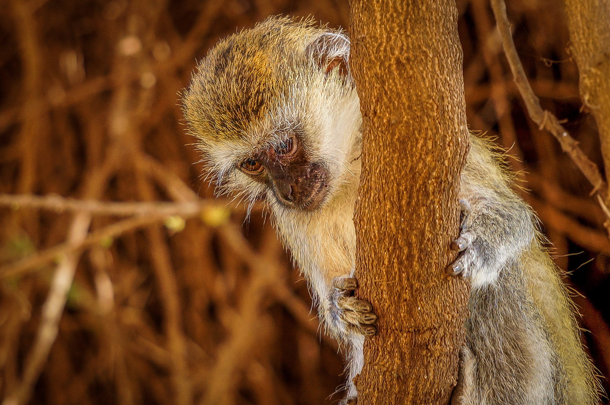 Sony Alpha NEX-3N sample photo. Safari photography