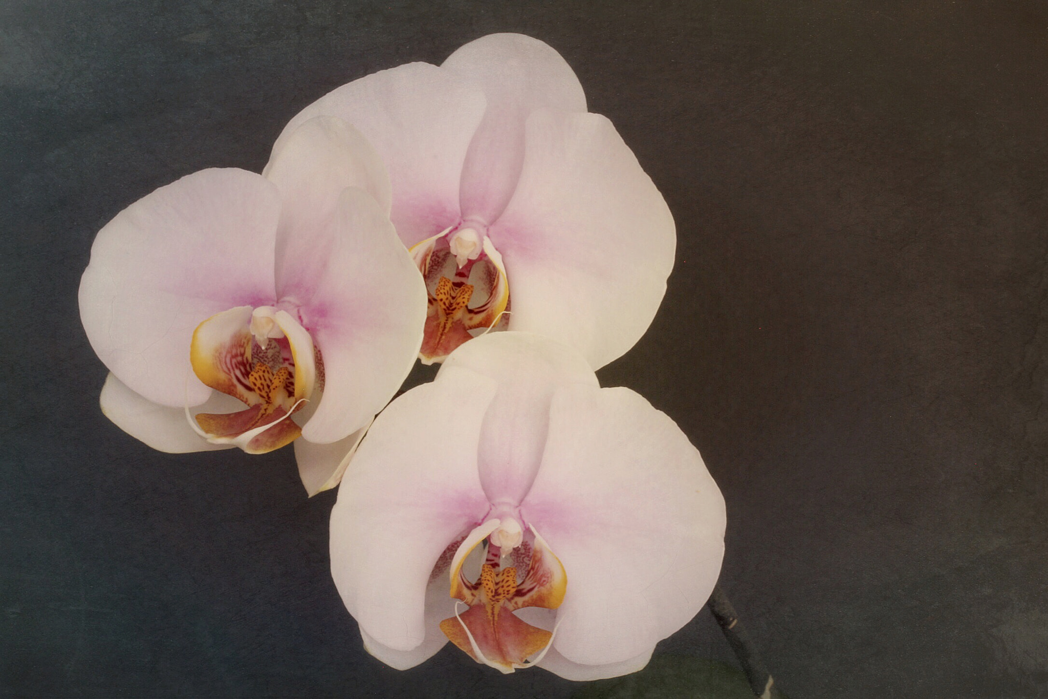 Canon EF-S 60mm F2.8 Macro USM sample photo. Phalenopsis threesome 2 photography