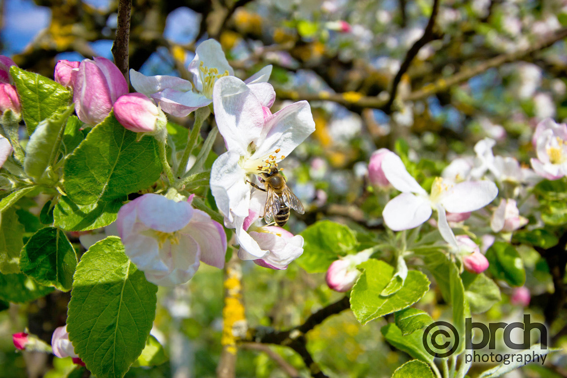 Canon EF-S 10-22mm F3.5-4.5 USM sample photo. Bee on blossom tree in spring photography