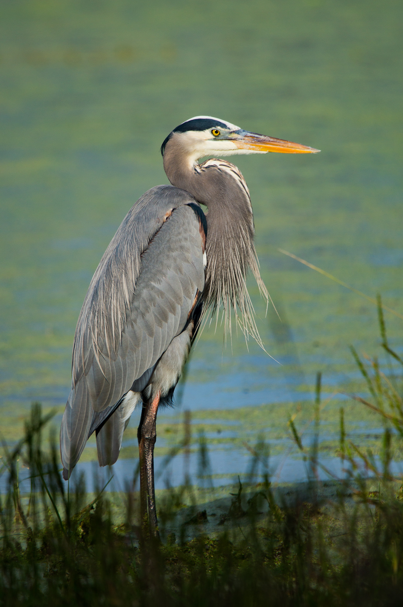 Sony SLT-A57 + Tamron SP 150-600mm F5-6.3 Di VC USD sample photo. Great blue heron in late afternoon photography