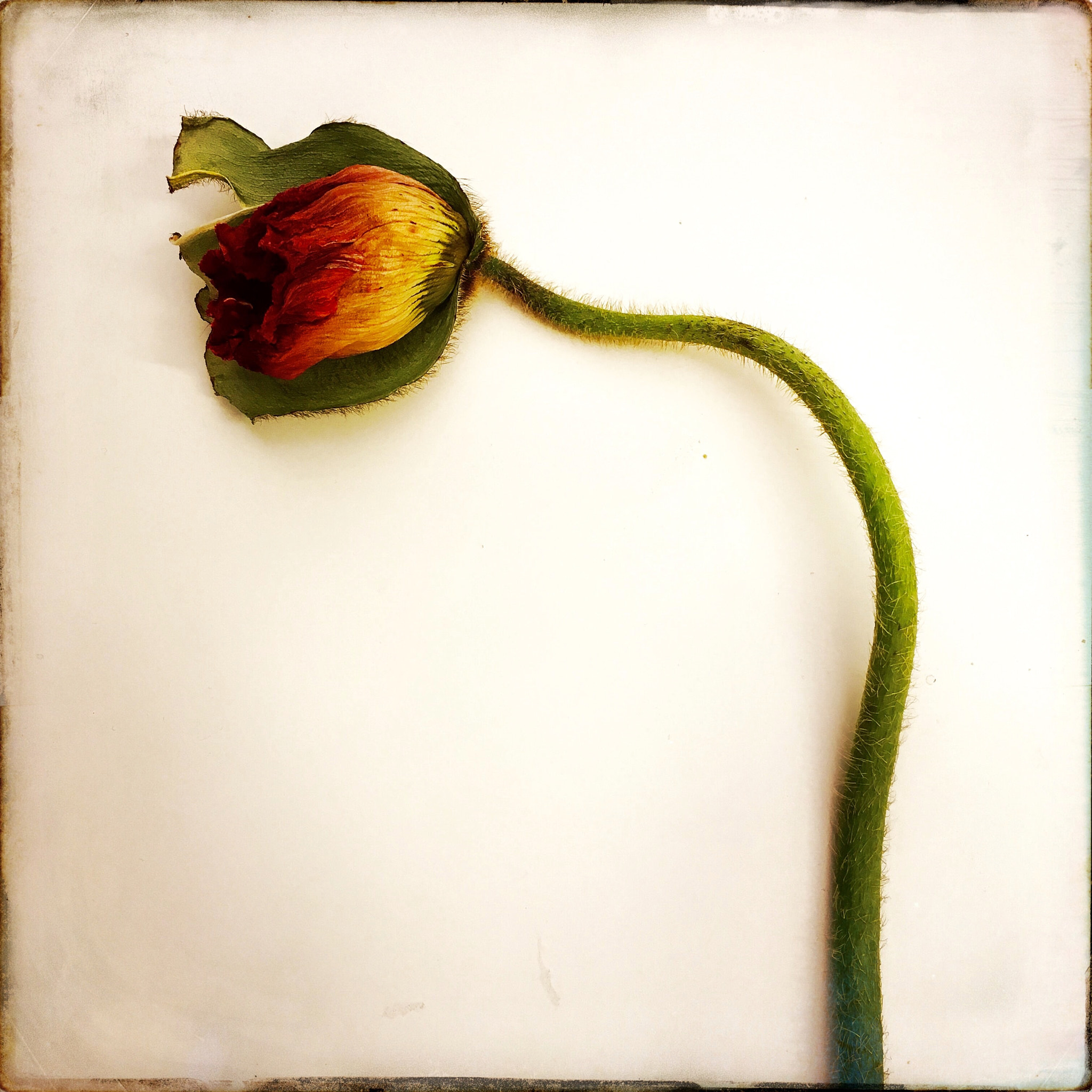 Hipstamatic 331 sample photo. Poppyflower photography