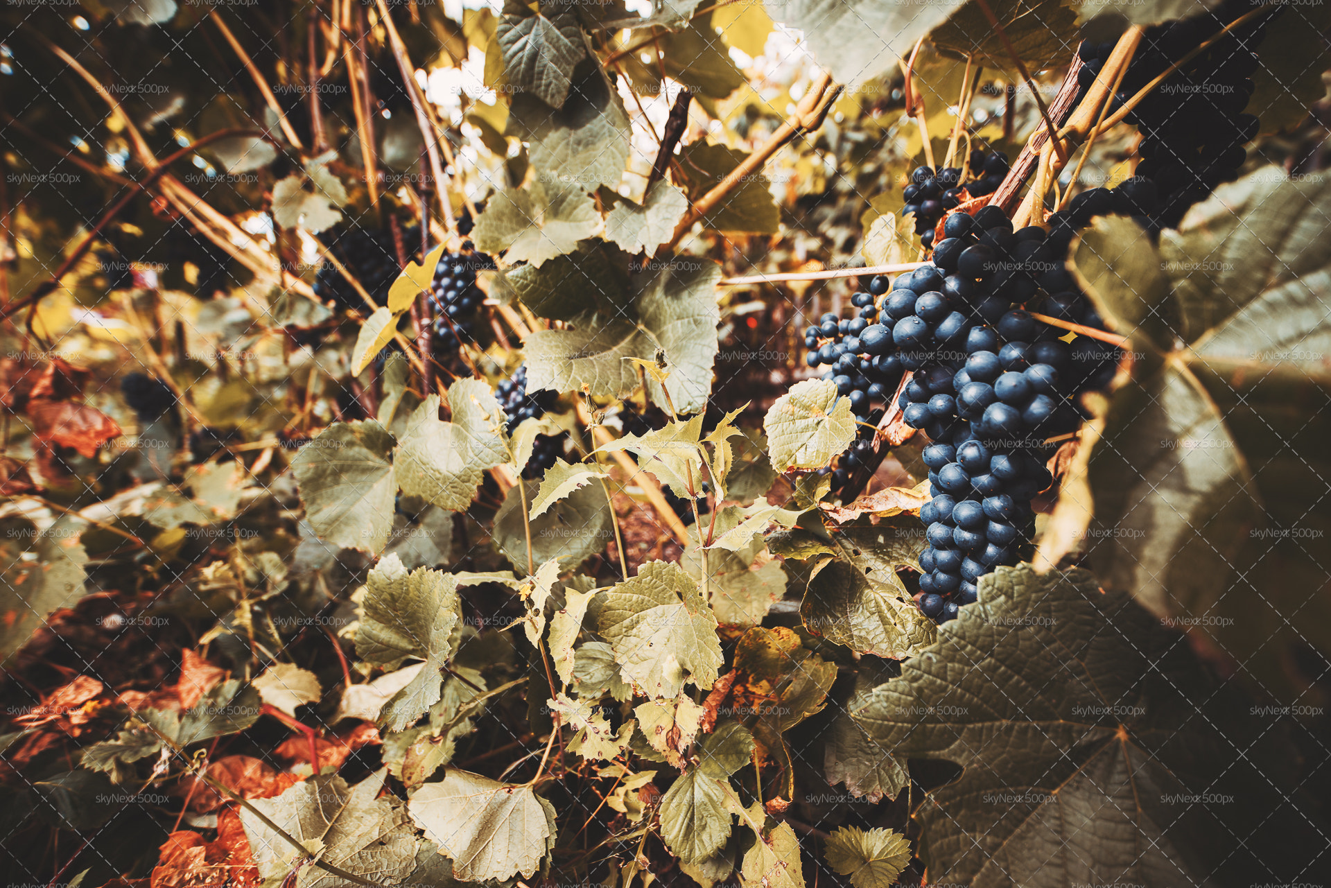 Sony a7R II sample photo. Wide angle shot of bunches of grapes photography