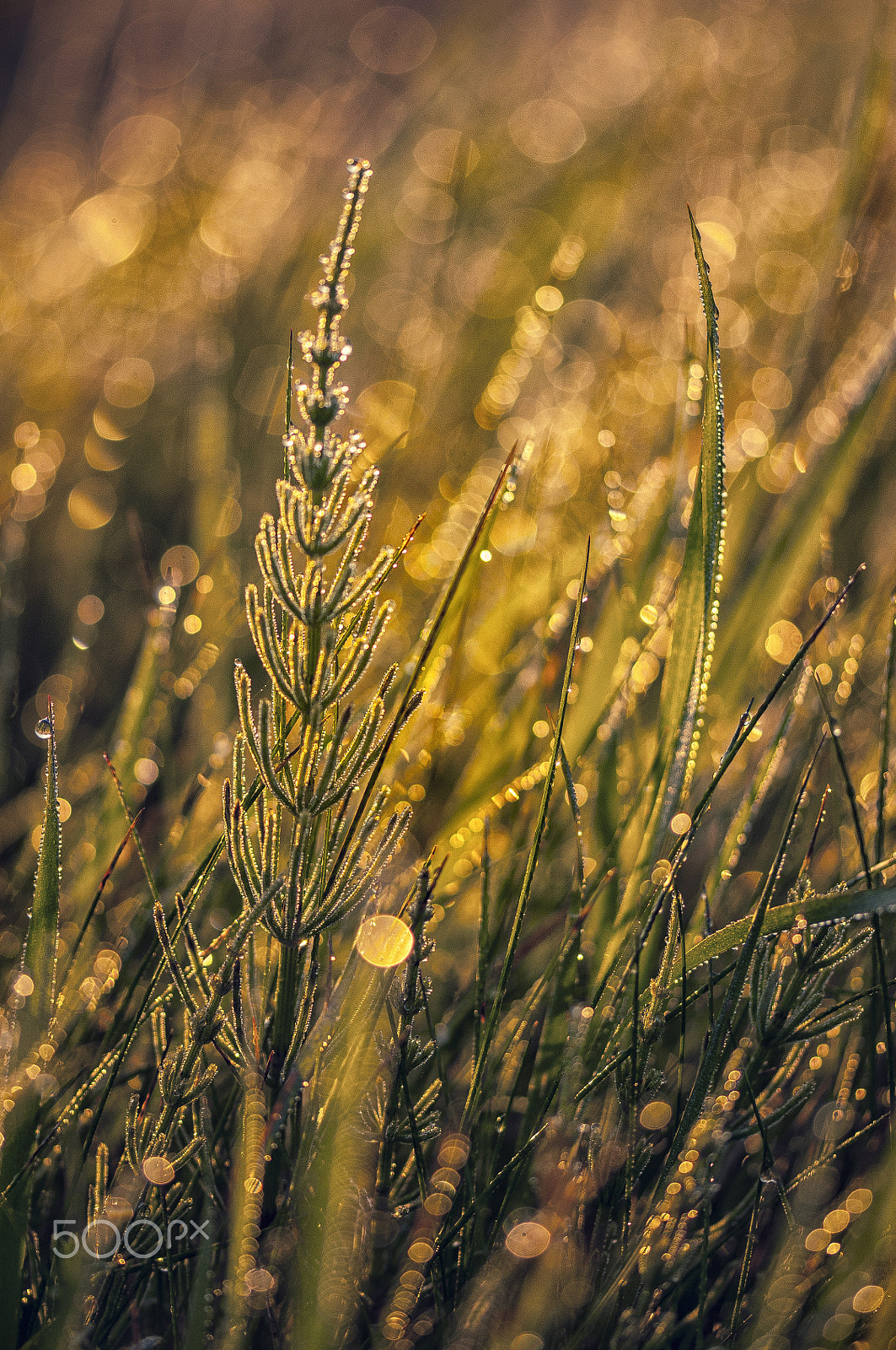 Sigma 105mm F2.8 EX DG OS HSM sample photo. Tales from the meadow photography