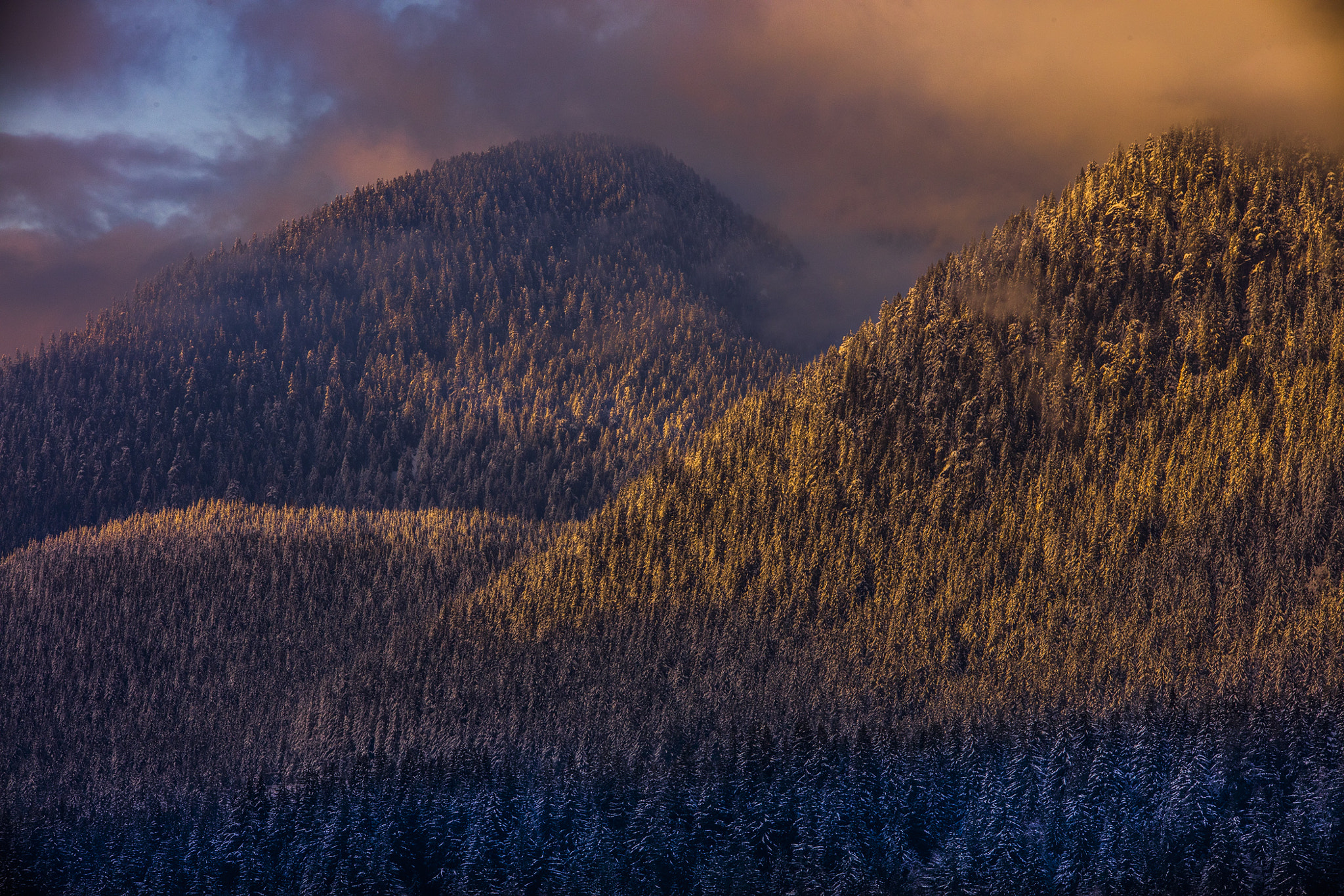 Sigma 150-500mm F5-6.3 DG OS HSM sample photo. Vancouver trees in the mountain line at sunset photography