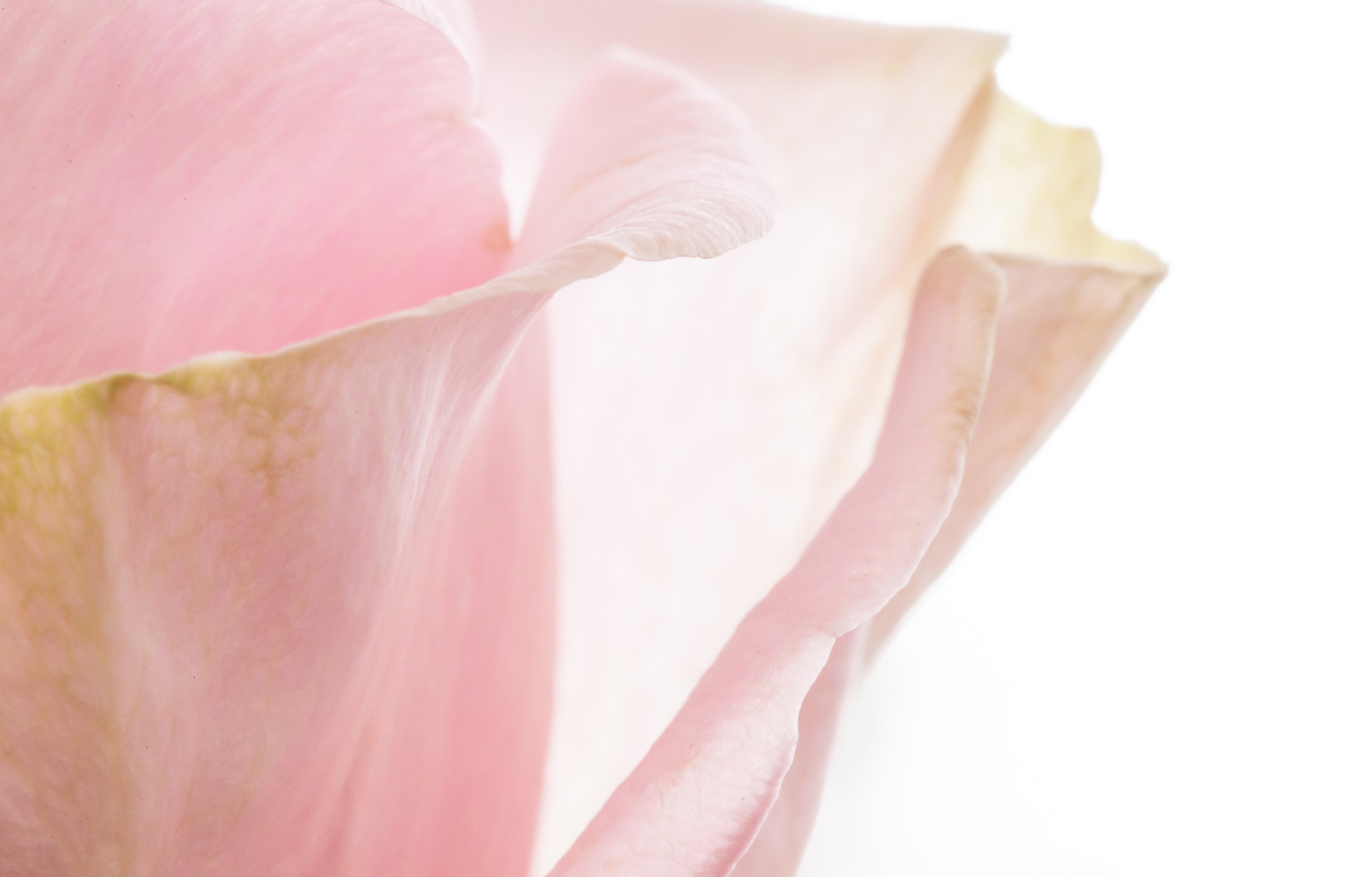 Sigma 105mm F2.8 EX DG OS HSM sample photo. Delicate photography