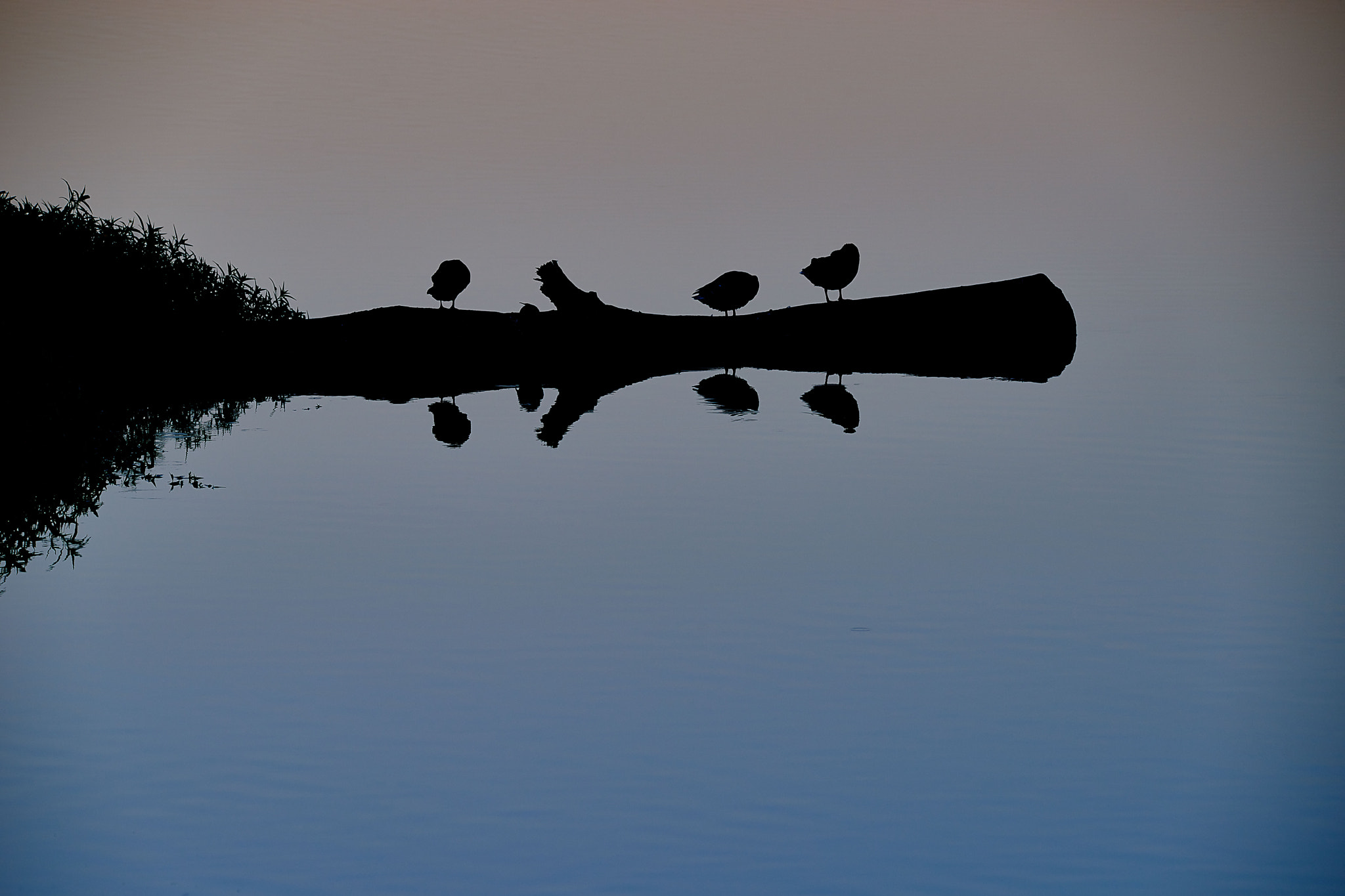 Nikon D800 sample photo. Dormez ptits canards photography