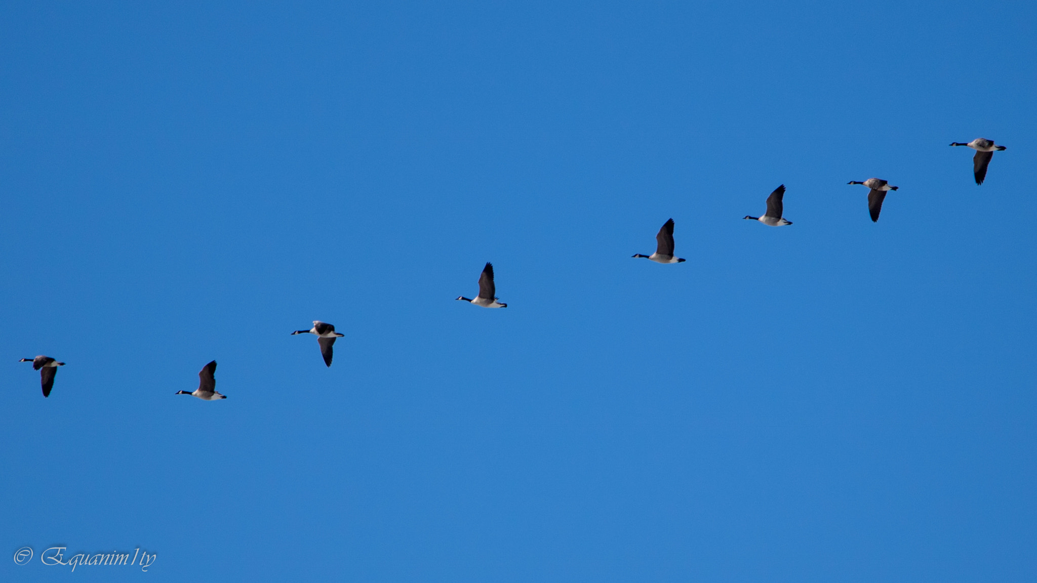 Canon EOS 750D (EOS Rebel T6i / EOS Kiss X8i) sample photo. Geese photography