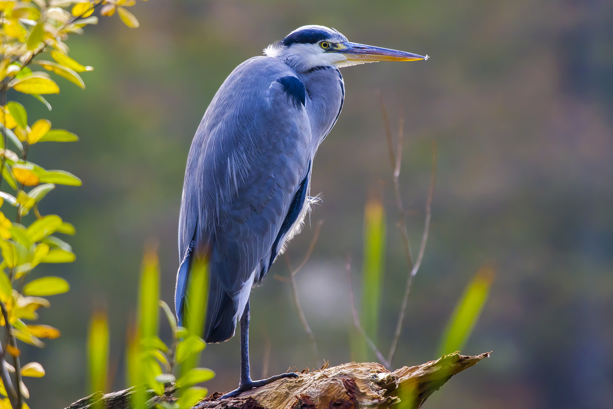 Pentax K-3 + Sigma sample photo. Grey heron photography