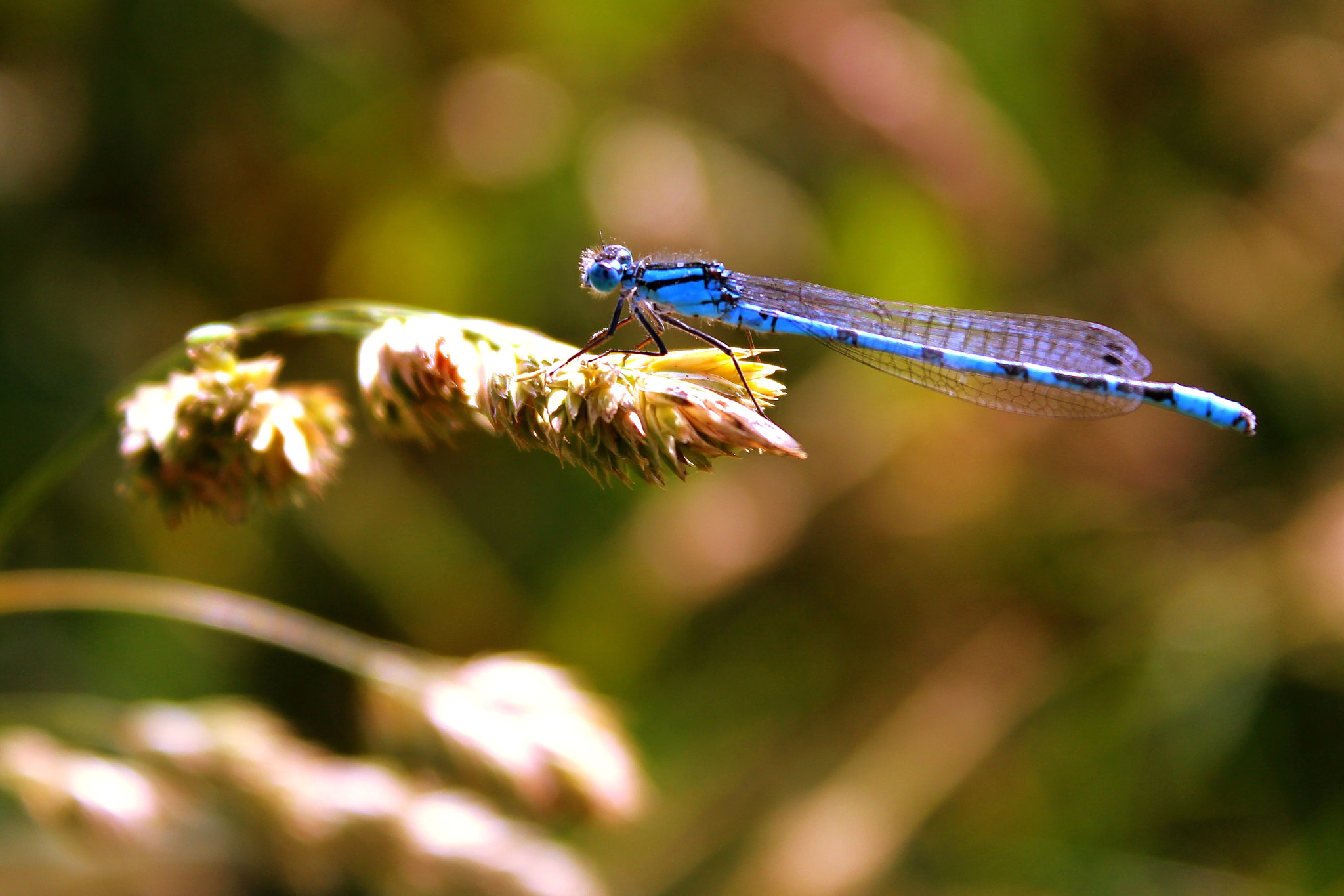 Canon EOS 100D (EOS Rebel SL1 / EOS Kiss X7) sample photo. Beautiful creature! photography