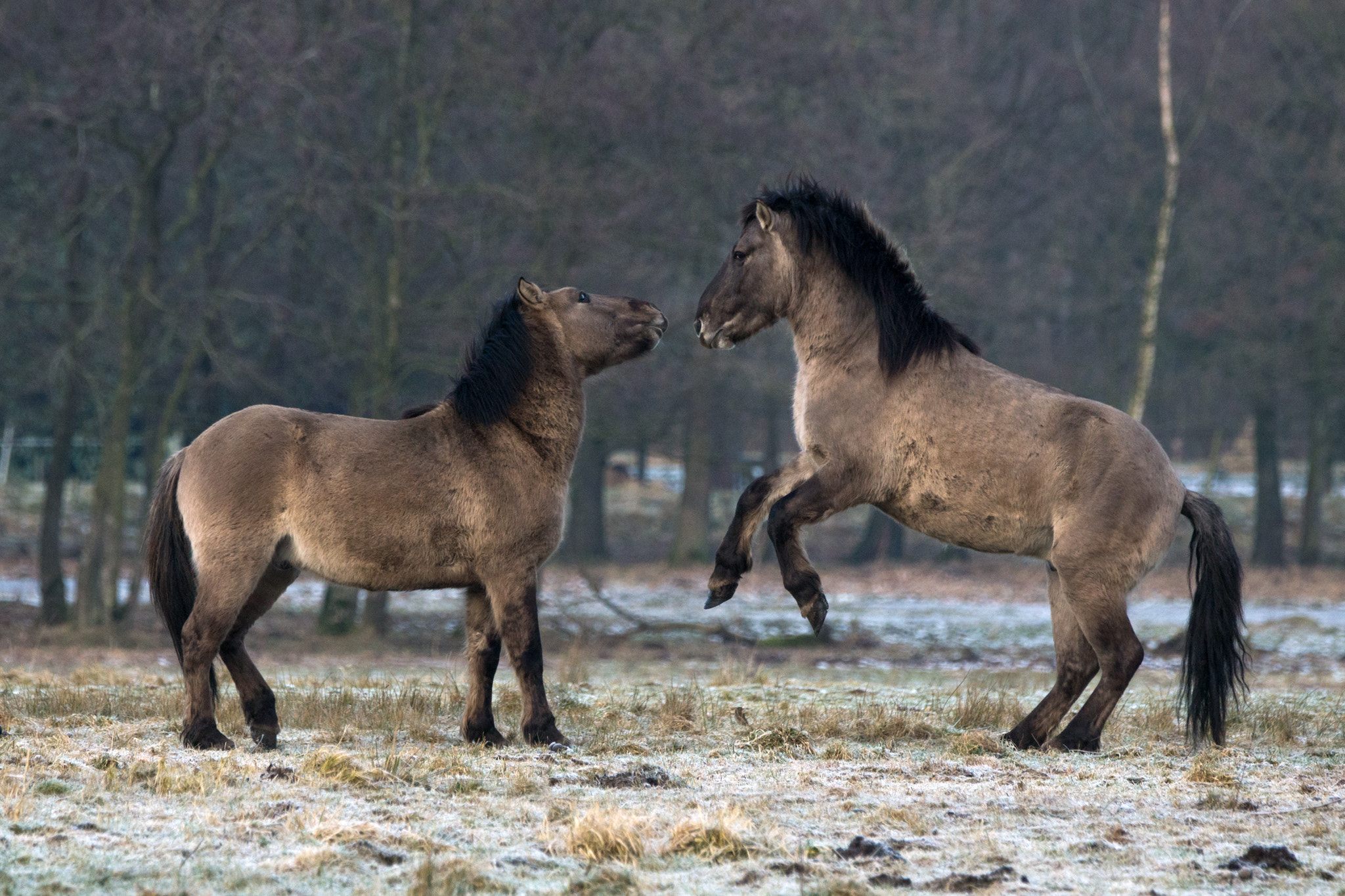 Sony 70-400mm F4-5.6 G SSM II sample photo. Wild thing photography