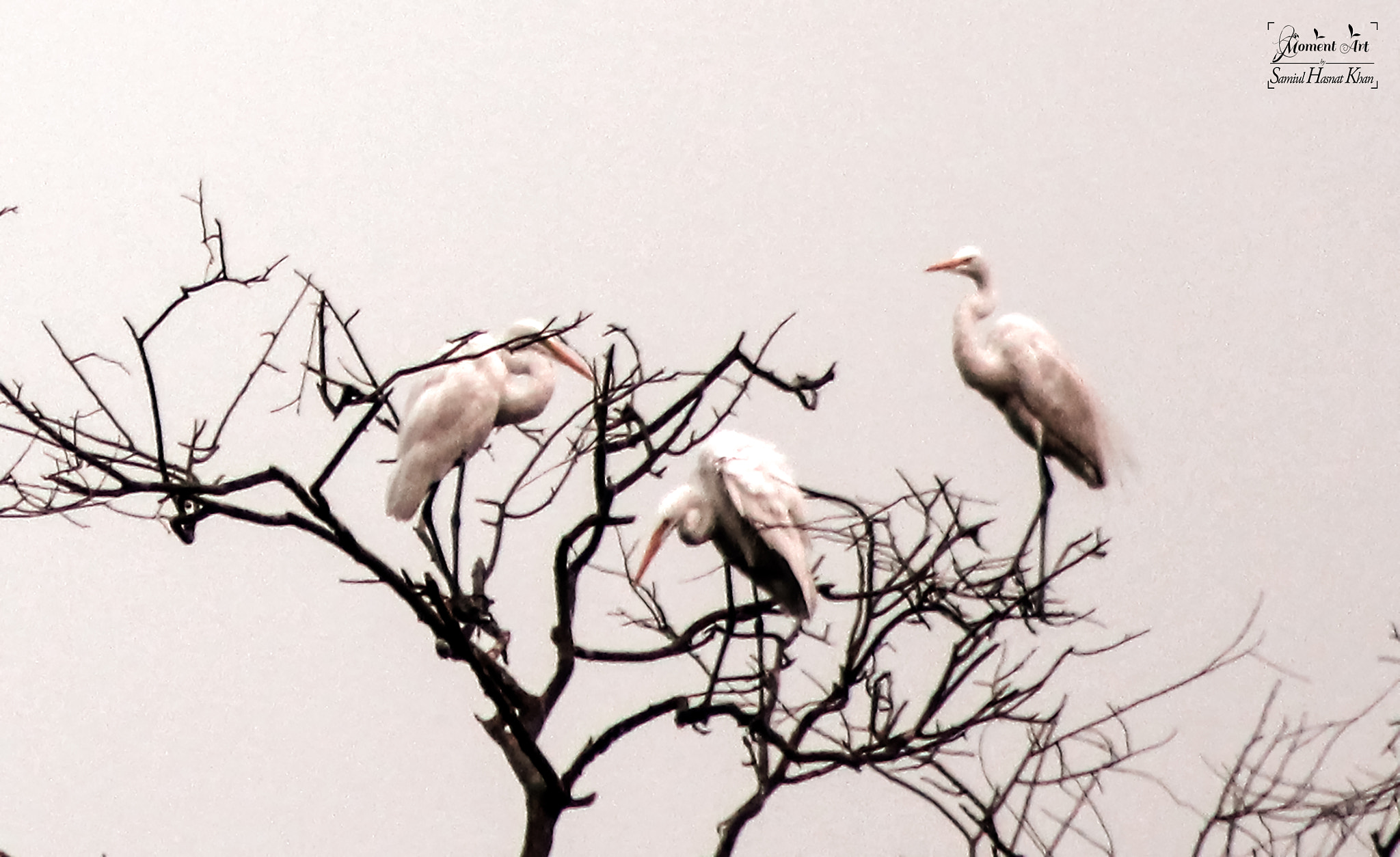 Canon EOS 60D + EF75-300mm f/4-5.6 sample photo