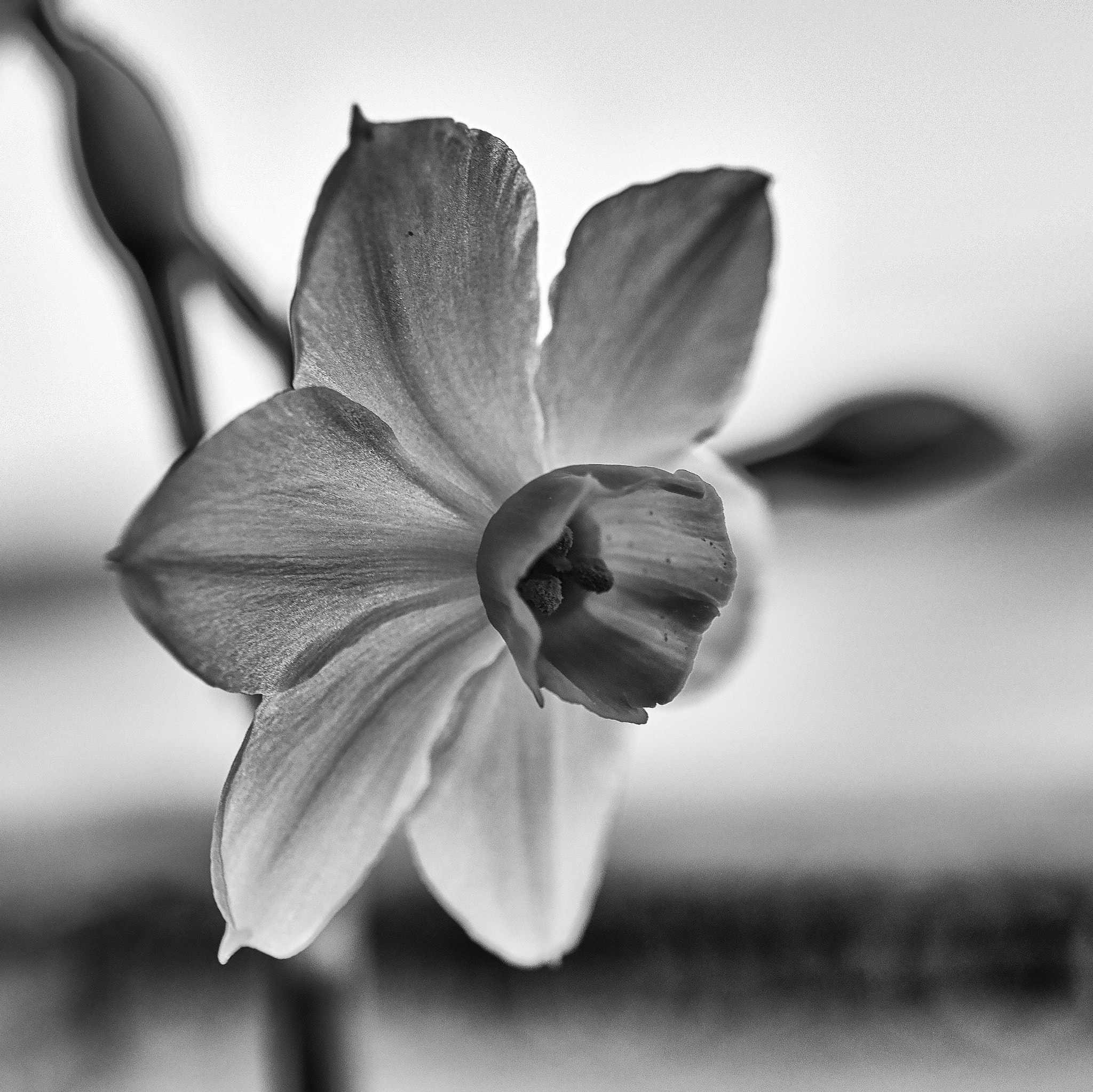 Sony a7R II + Sony E 30mm F3.5 Macro sample photo. Little flower photography