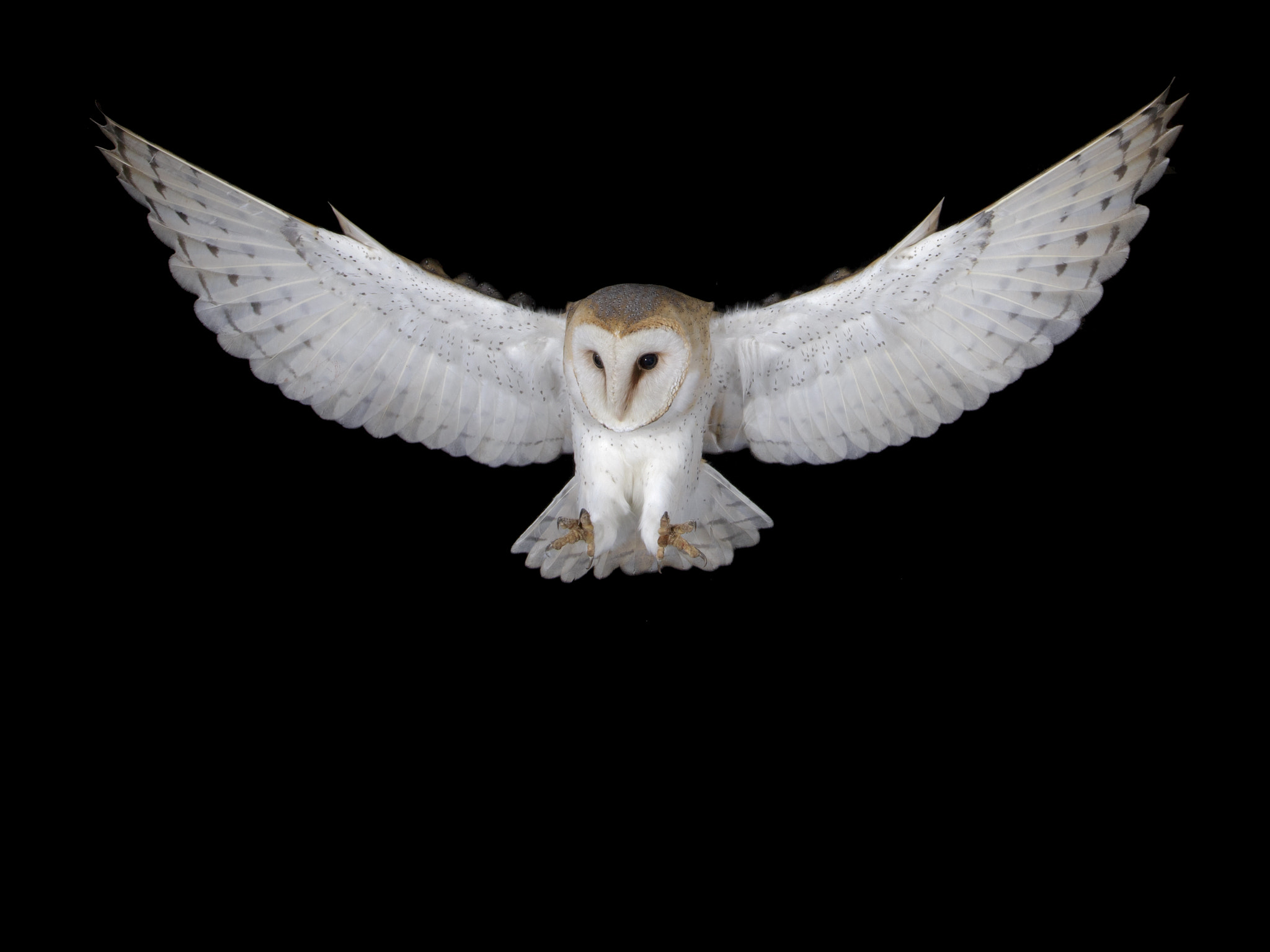 Canon EOS-1D X sample photo. Barnowl,  female.  photography