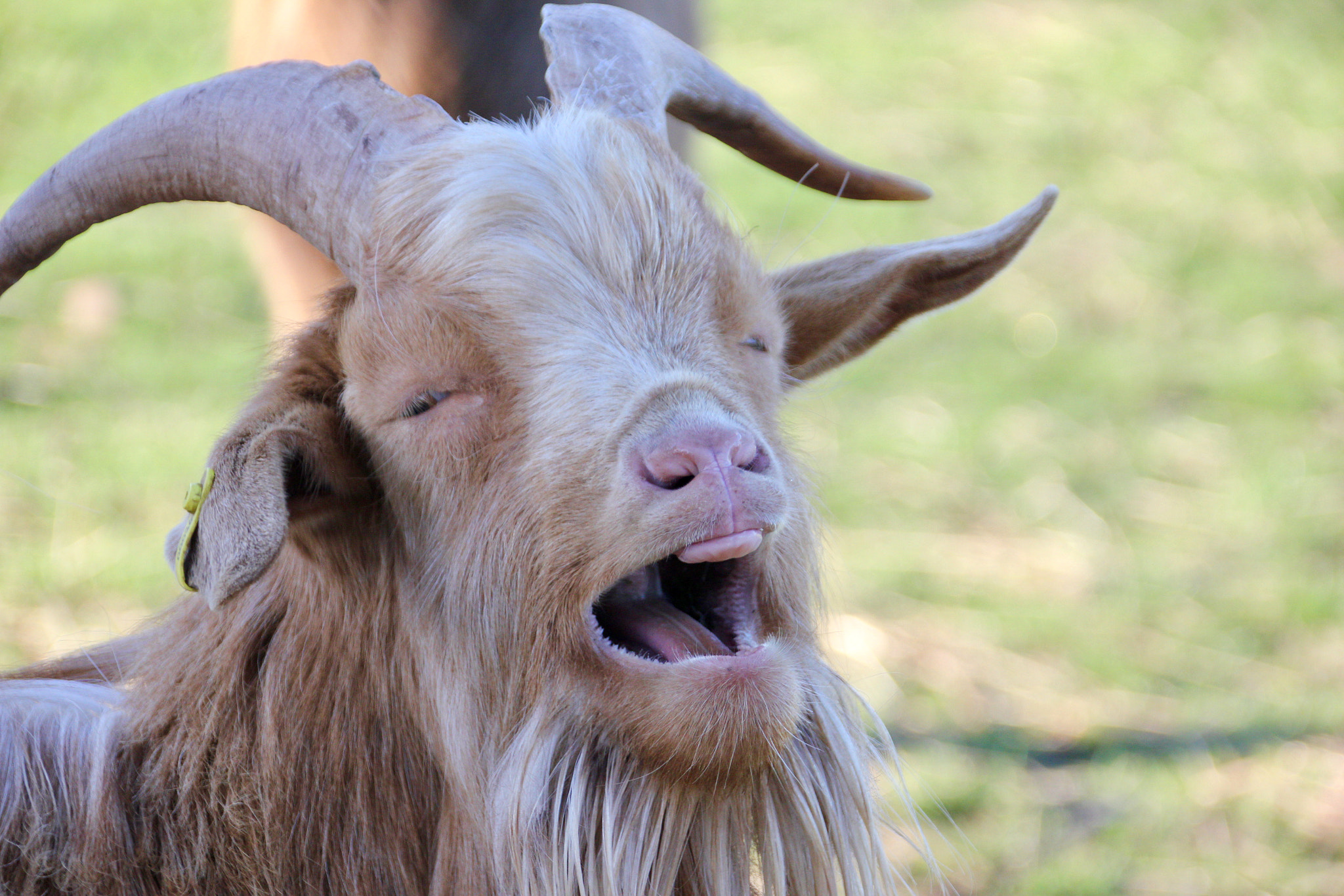 Canon EF 75-300mm F4.0-5.6 IS USM sample photo. Chester the golden guernsey goat photography