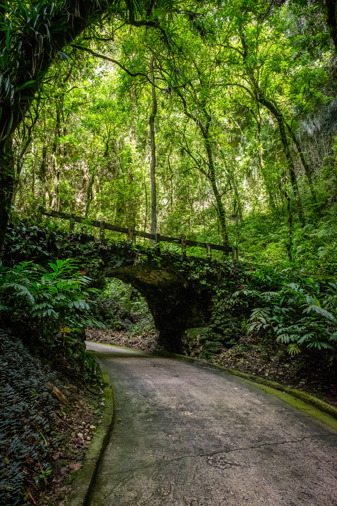 Fujifilm X-E2 + Fujifilm XF 14mm F2.8 R sample photo. Bridge in rainforest photography