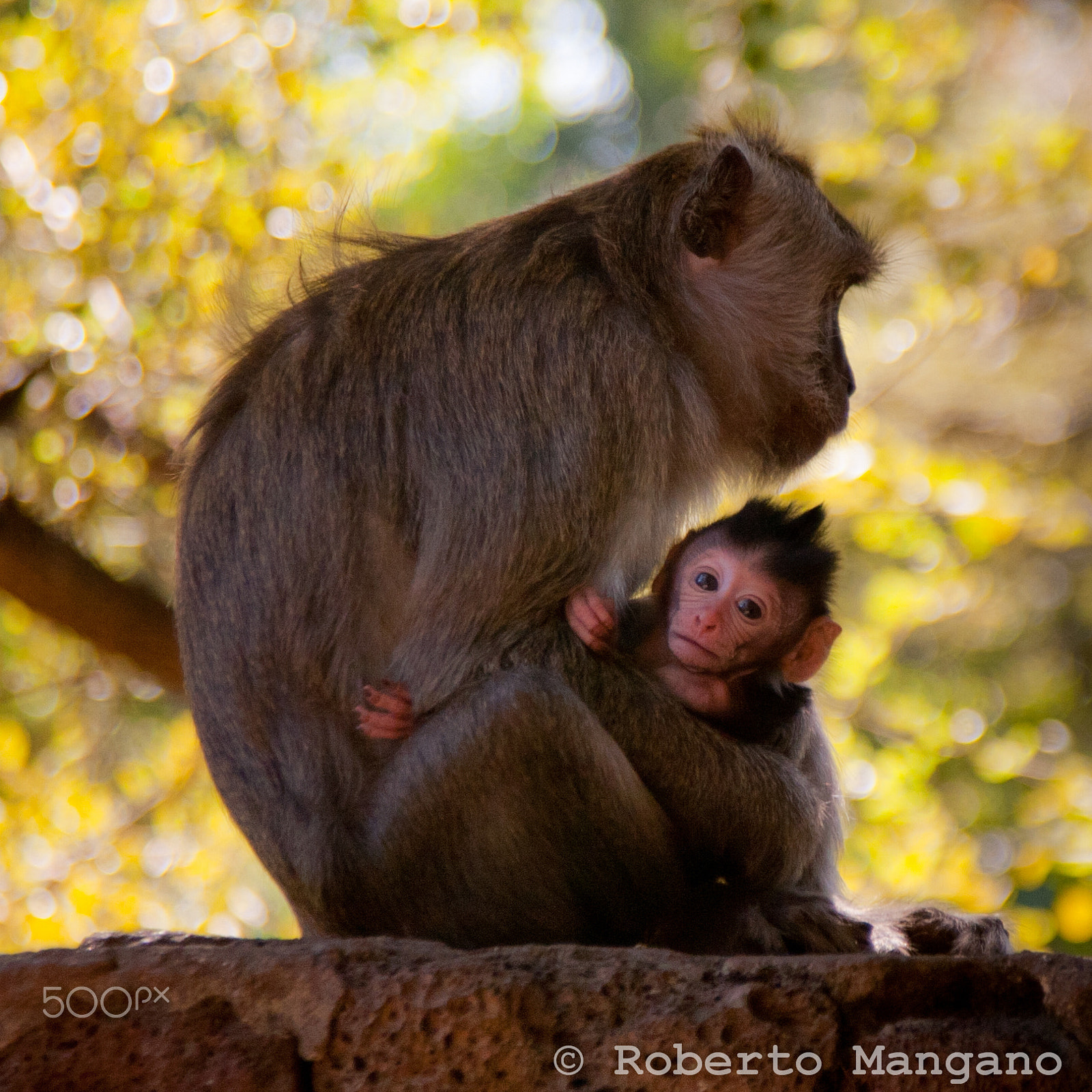 Canon EOS 30D + Canon EF 24-105mm F4L IS USM sample photo. Monkeys i photography