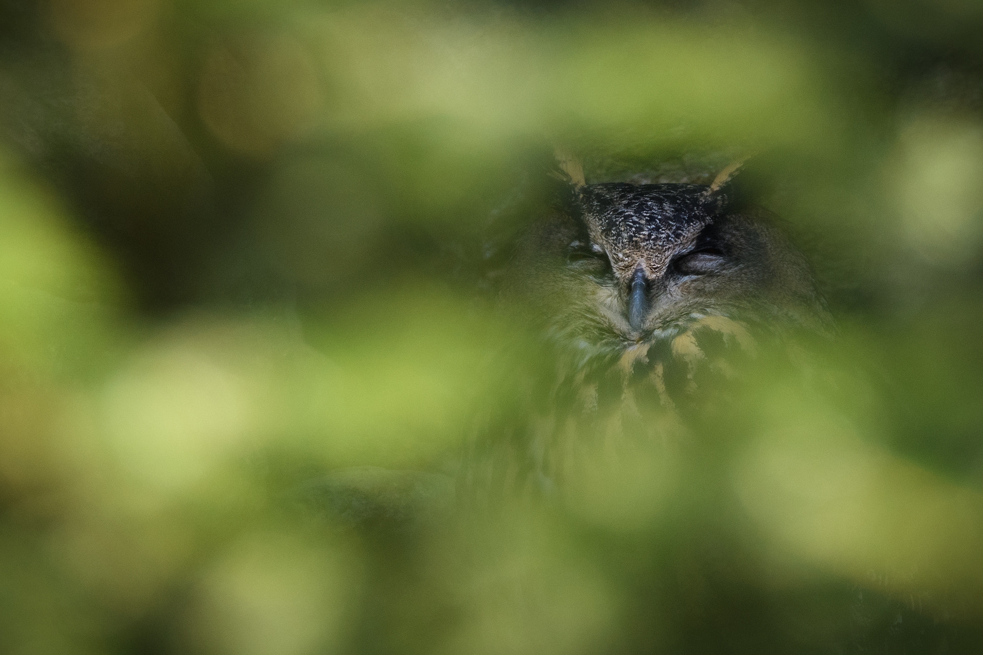 Sigma 150-600mm F5-6.3 DG OS HSM | C sample photo. Sleeping beauty. photography