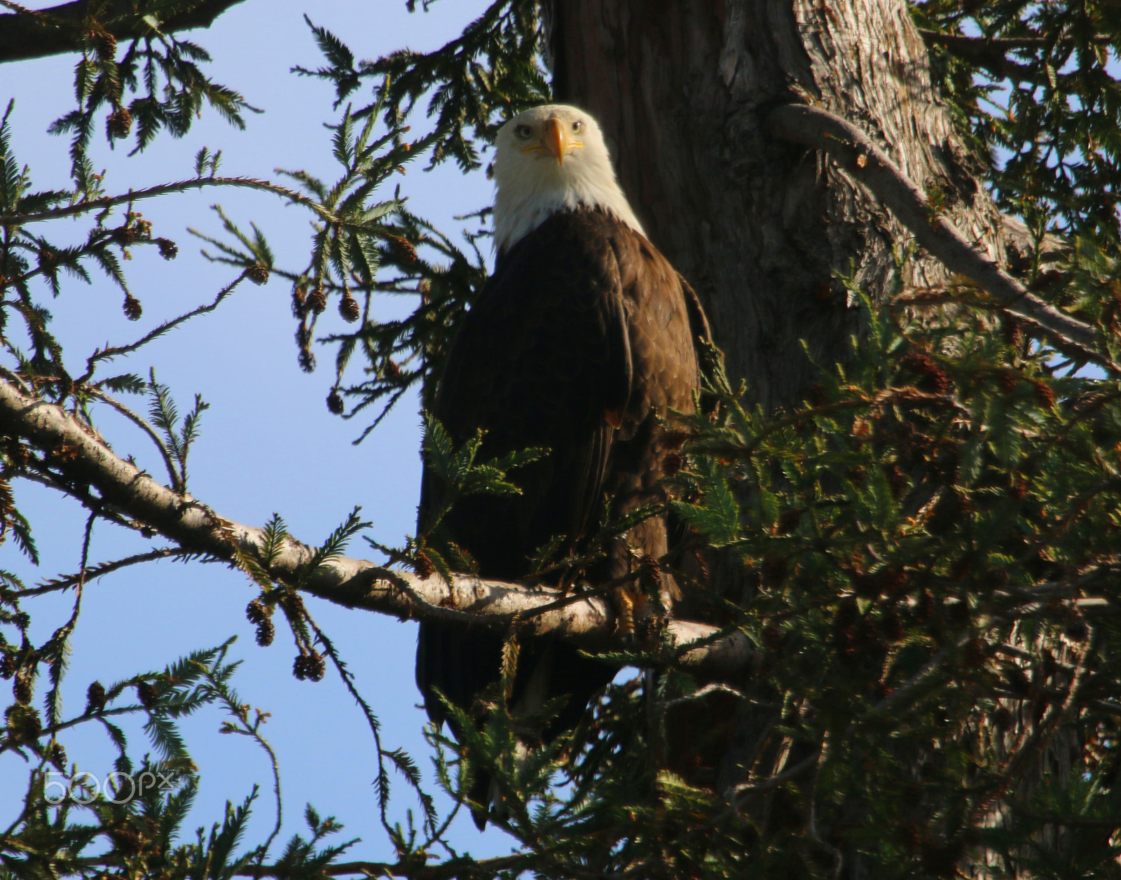 Canon EF 100-400mm F4.5-5.6L IS USM sample photo. Milpitas bald eagle photography