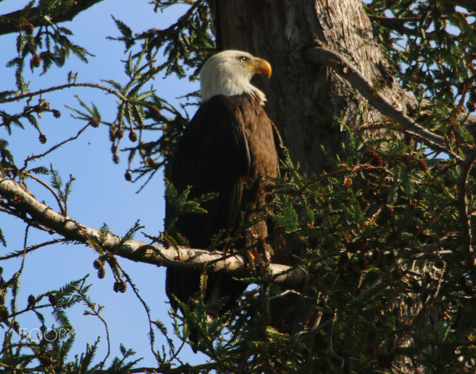 Canon EF 100-400mm F4.5-5.6L IS USM sample photo. Milpitas bald eagle photography