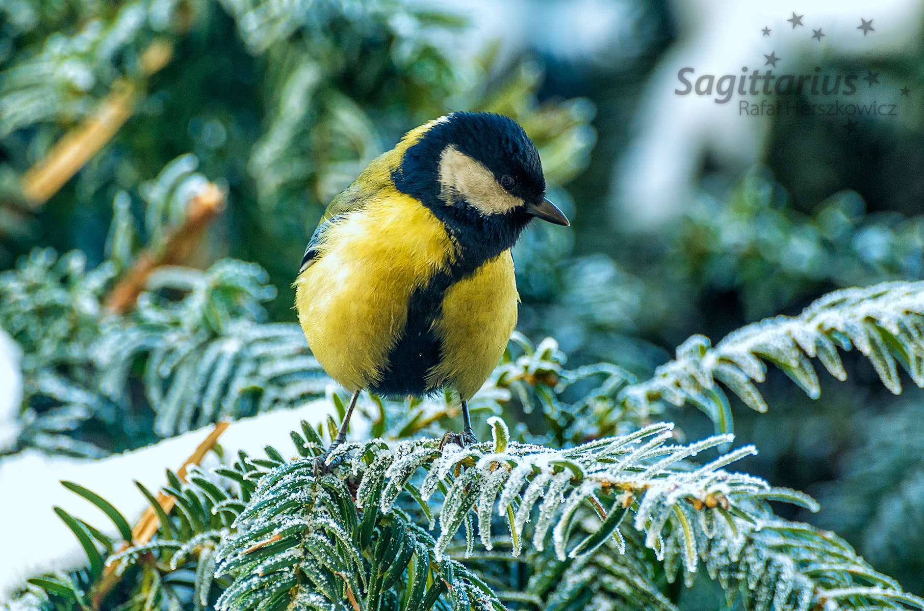 Pentax K-30 + Sigma sample photo. Small bird (45/365) photography