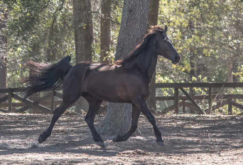 Sigma 150-500mm F5-6.3 DG OS HSM sample photo. Off the ground photography