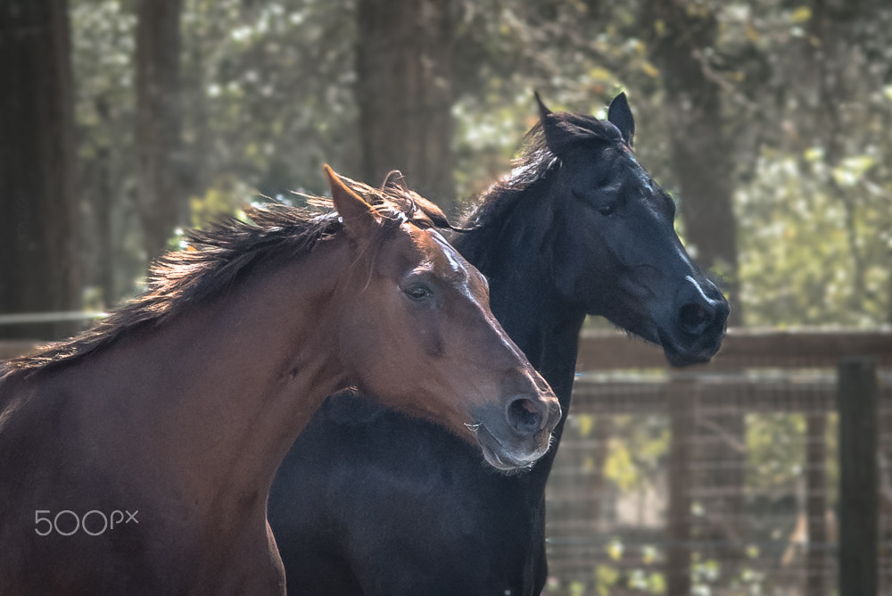 Nikon D500 + Sigma 150-500mm F5-6.3 DG OS HSM sample photo. Neck and neck photography