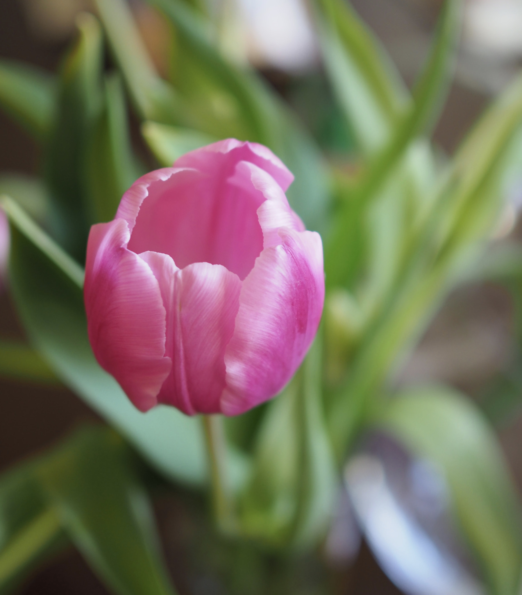 Olympus OM-D E-M1 Mark II + Olympus M.Zuiko Digital 25mm F1.8 sample photo. Winter tulips photography