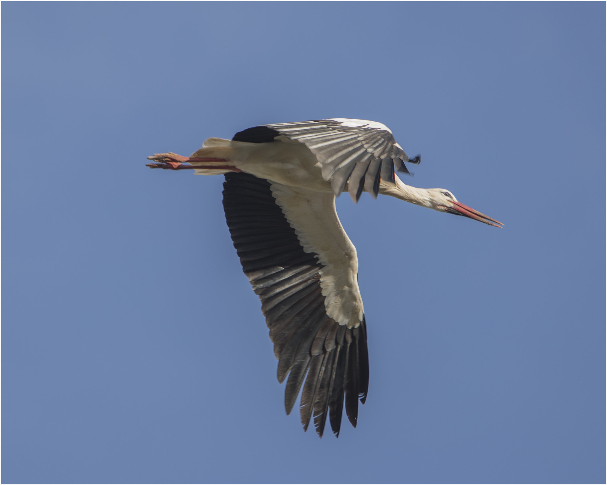 Canon EOS-1D X Mark II sample photo. Algarve stork in flight photography