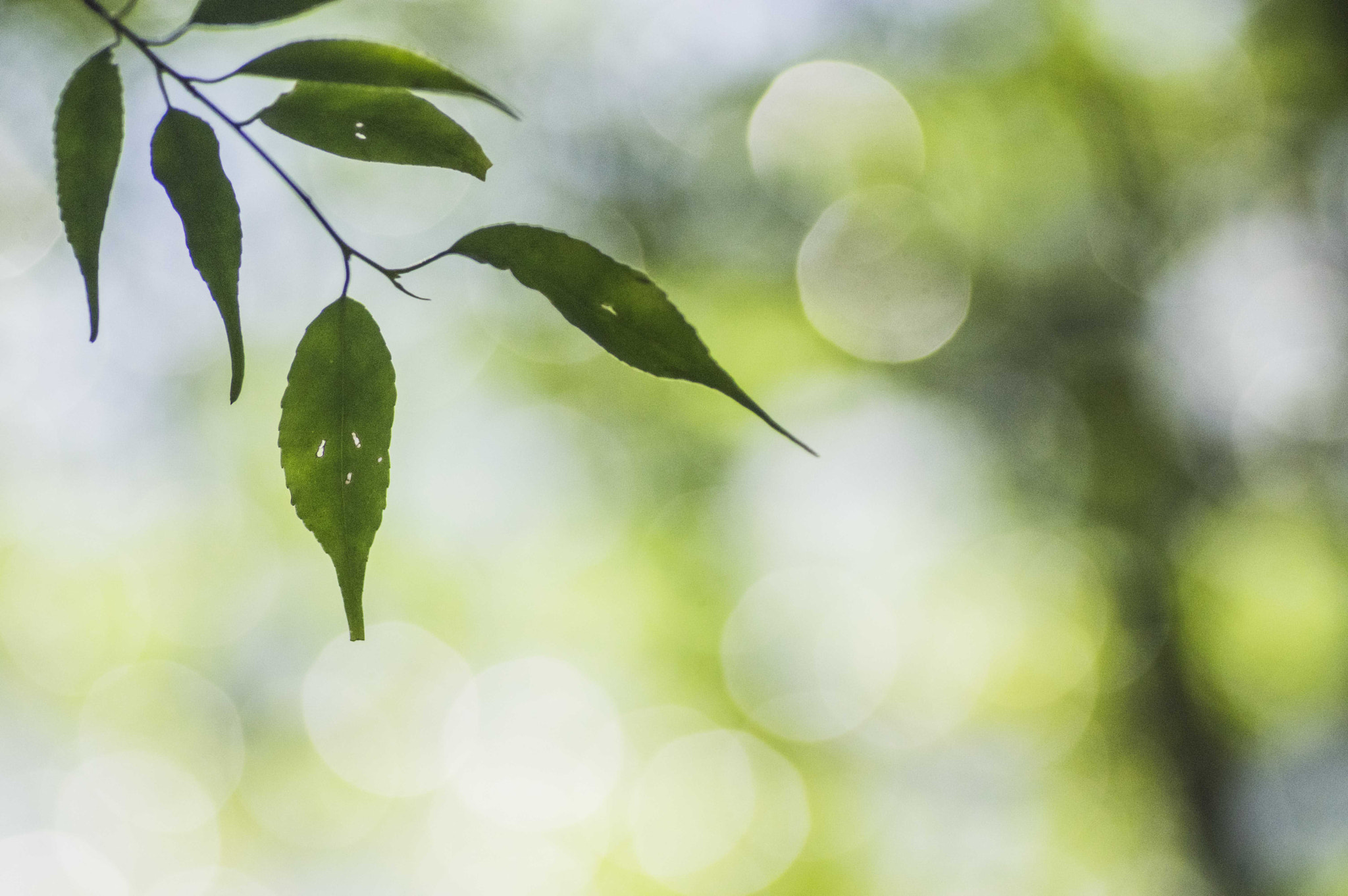 Pentax smc D-FA 100mm F2.8 Macro WR sample photo. Green nature photography
