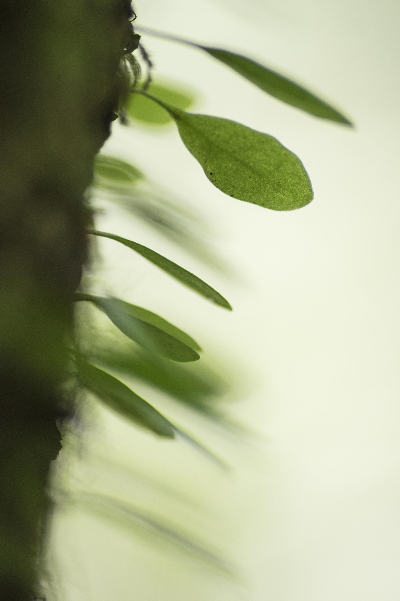 Pentax smc D-FA 100mm F2.8 Macro WR sample photo. Green nature photography