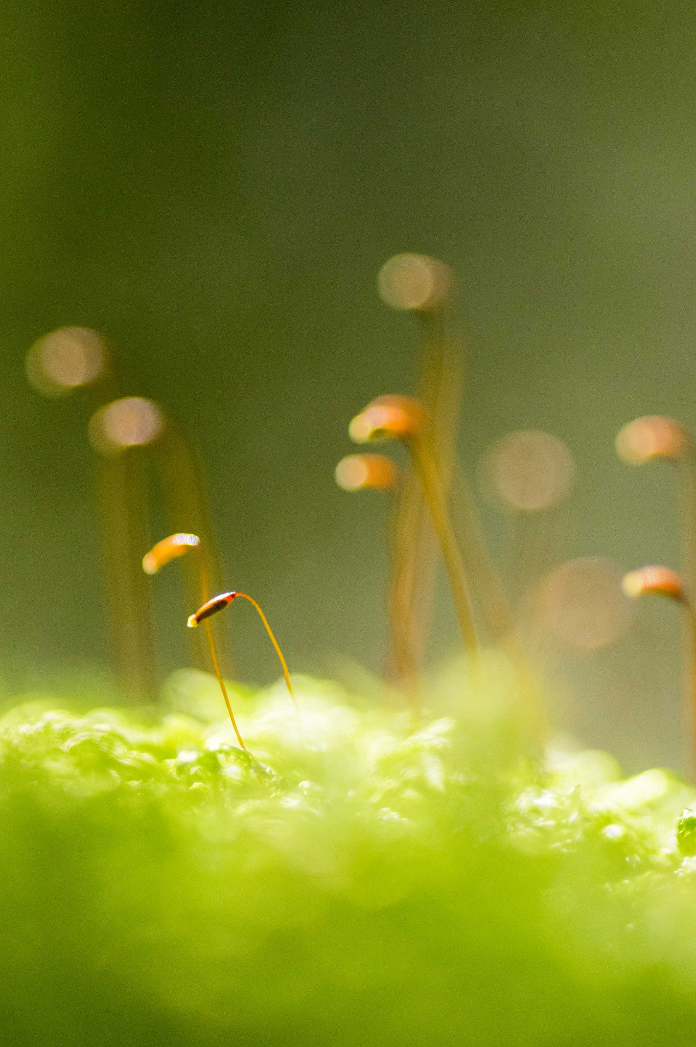 Pentax smc D-FA 100mm F2.8 Macro WR sample photo. Green nature photography