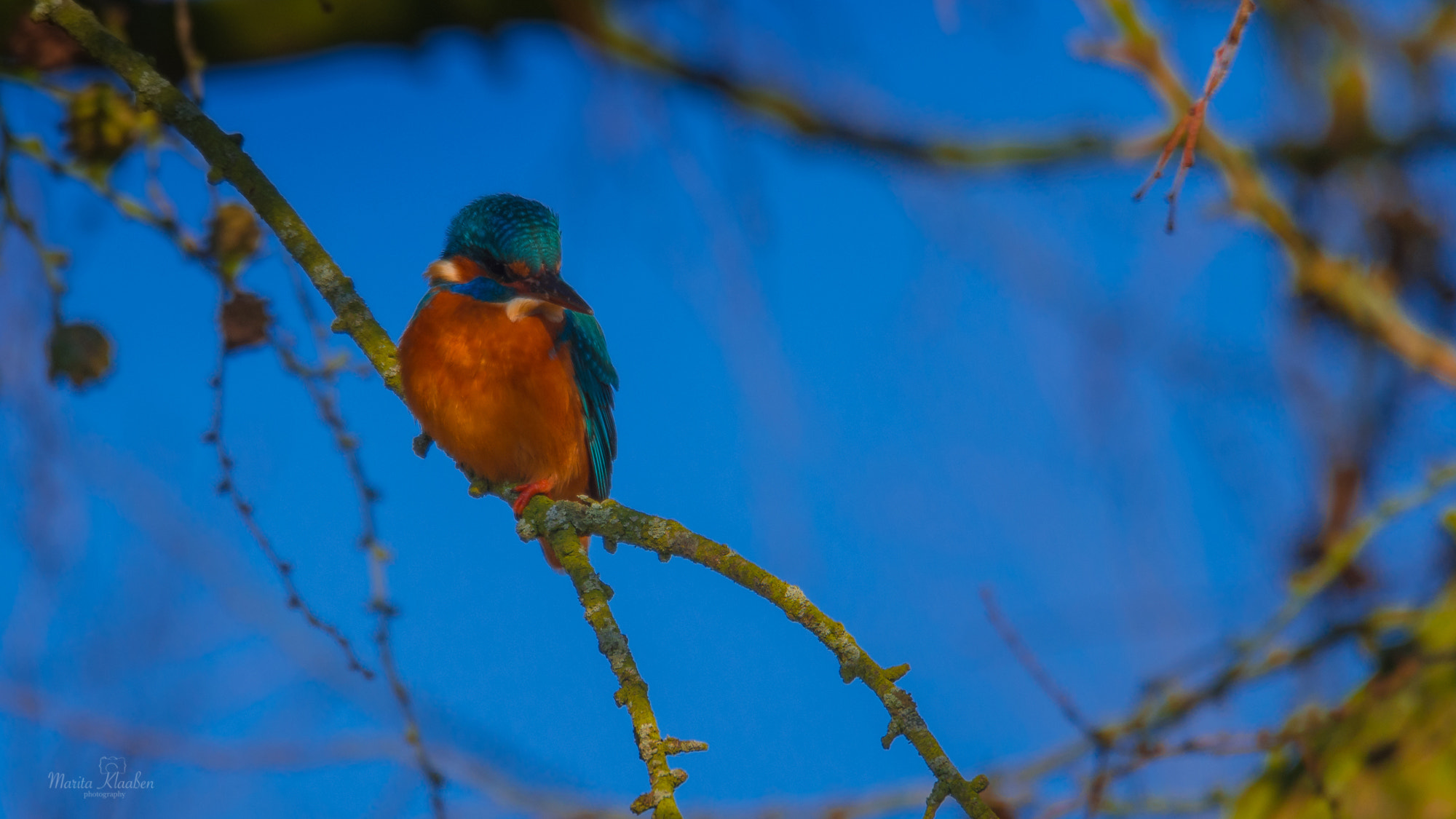 Nikon D7200 + Sigma 50mm F2.8 EX DG Macro sample photo. Ice bird photography