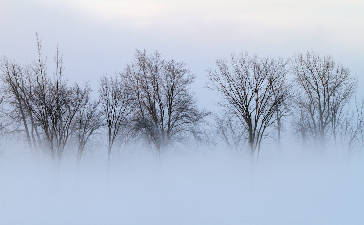 Canon EOS 7D + Canon EF 70-300 F4-5.6 IS II USM sample photo. Winter fog photography