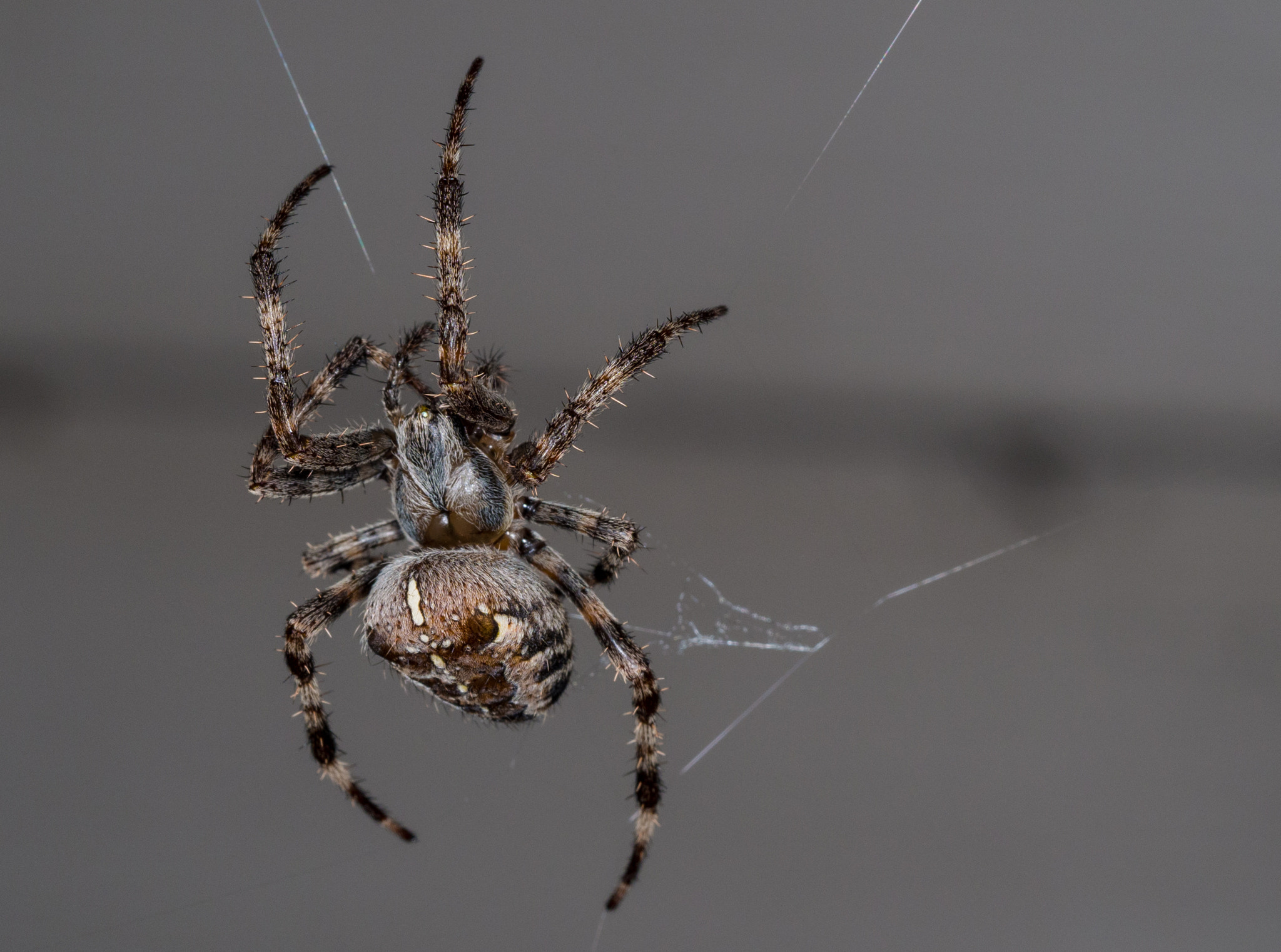 Olympus M.Zuiko Digital ED 60mm F2.8 Macro sample photo. Weaver photography