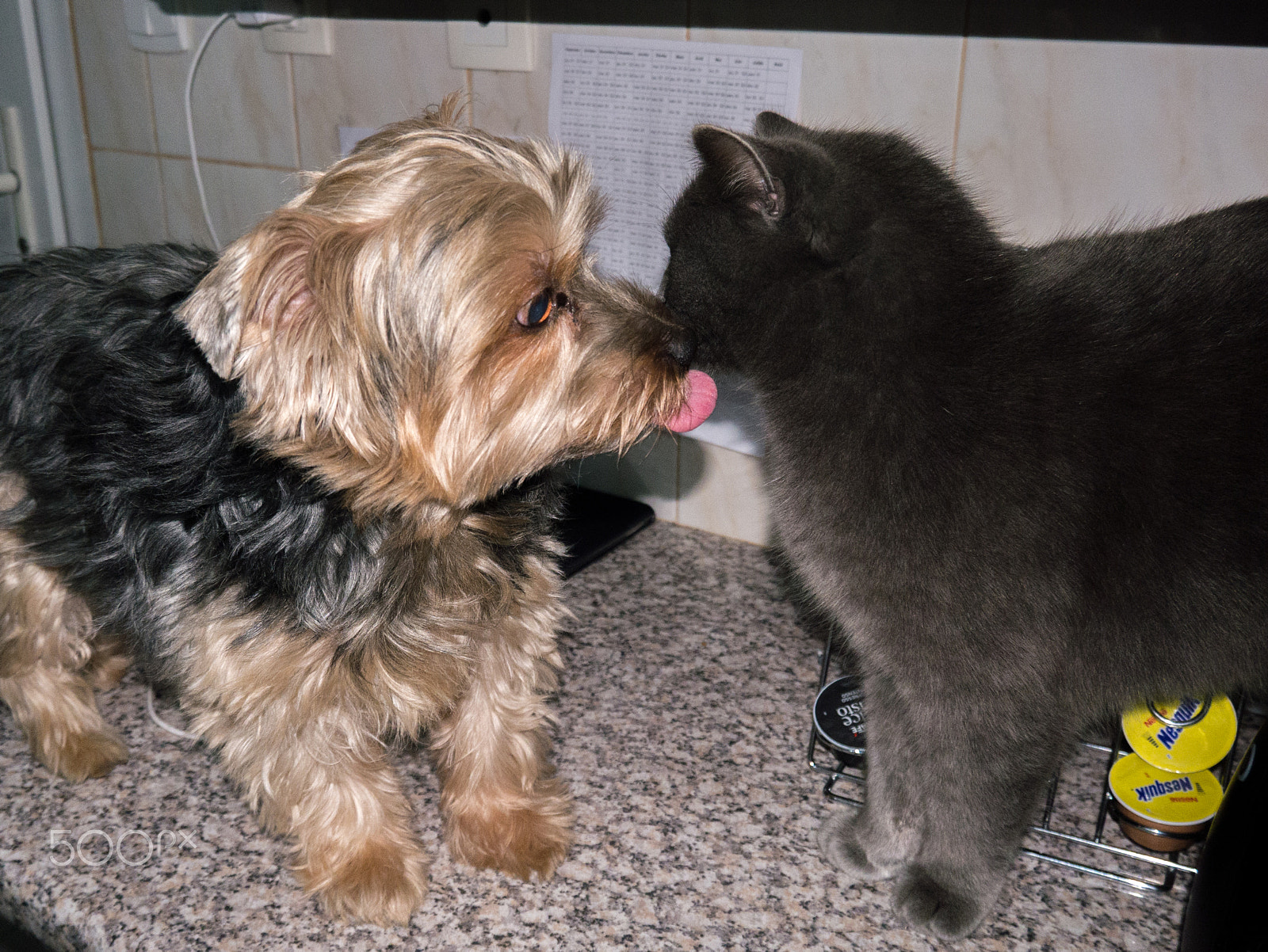LUMIX G VARIO PZ 14-42/F3.5-5.6 sample photo. Doudou & chat photography