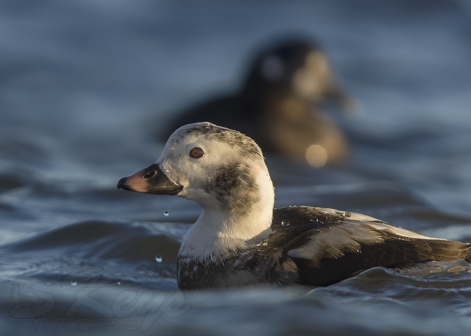 Sigma 500mm F4.5 EX DG HSM sample photo. Long-tail portrait (long-tailed duck) photography