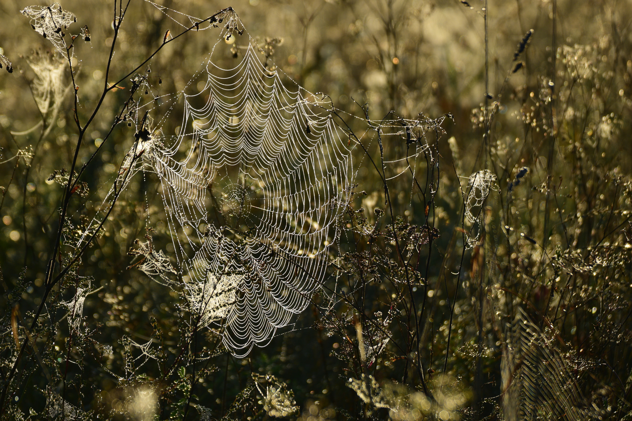 Nikon D5300 sample photo. Spider's web  in the morning photography