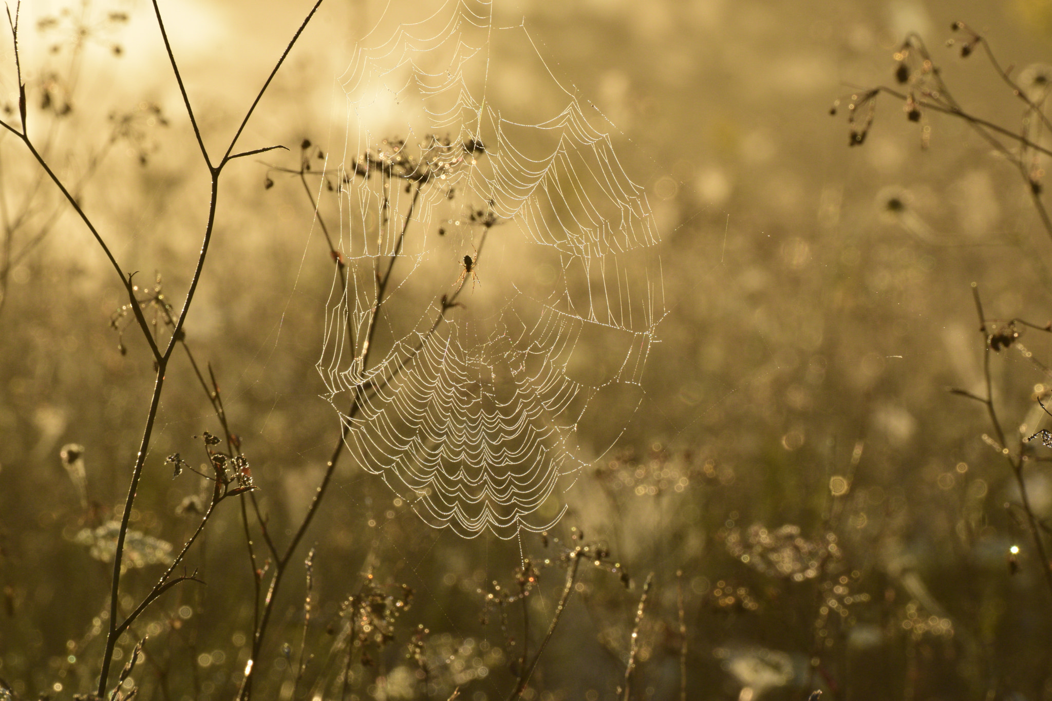 Nikon D5300 sample photo. Spider's web  in the morning photography