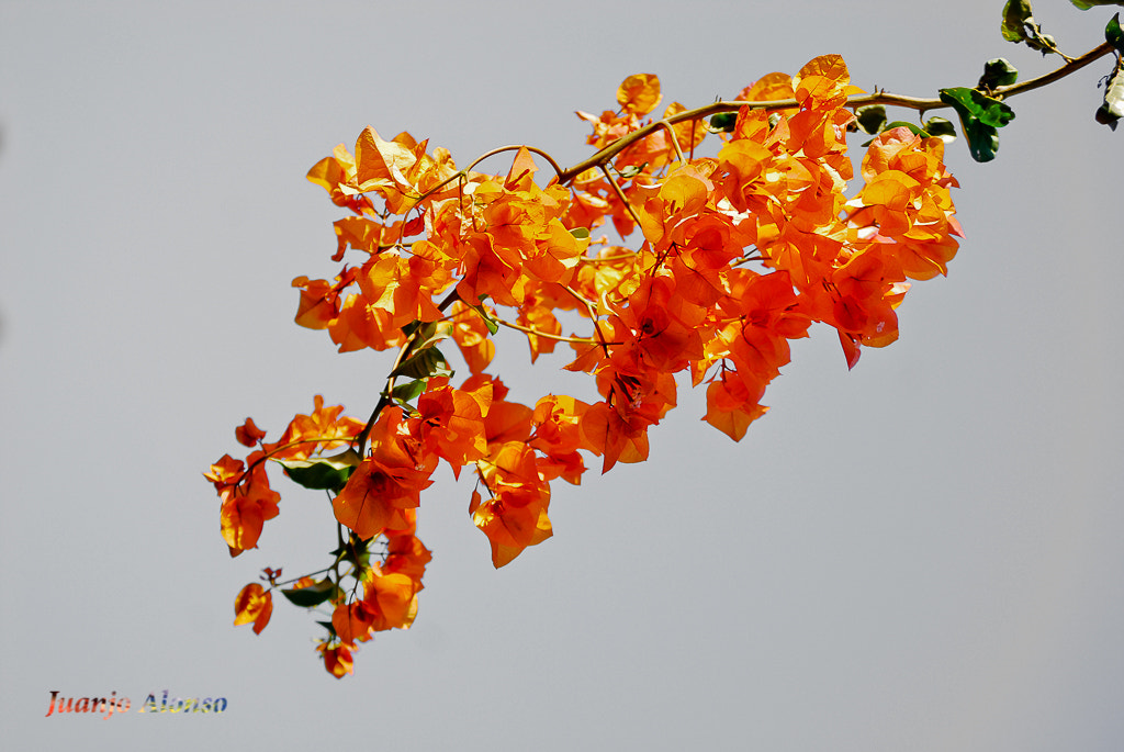 Nikon D40X sample photo. Racimo de flores.... photography