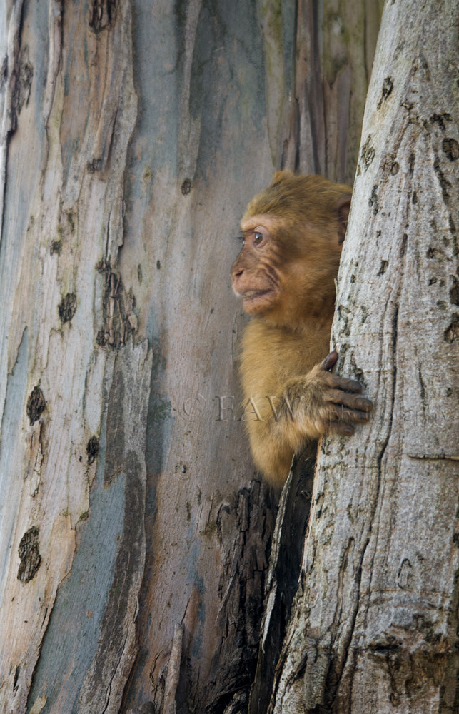 Nikon D300 + Sigma 150-500mm F5-6.3 DG OS HSM sample photo. Hide photography