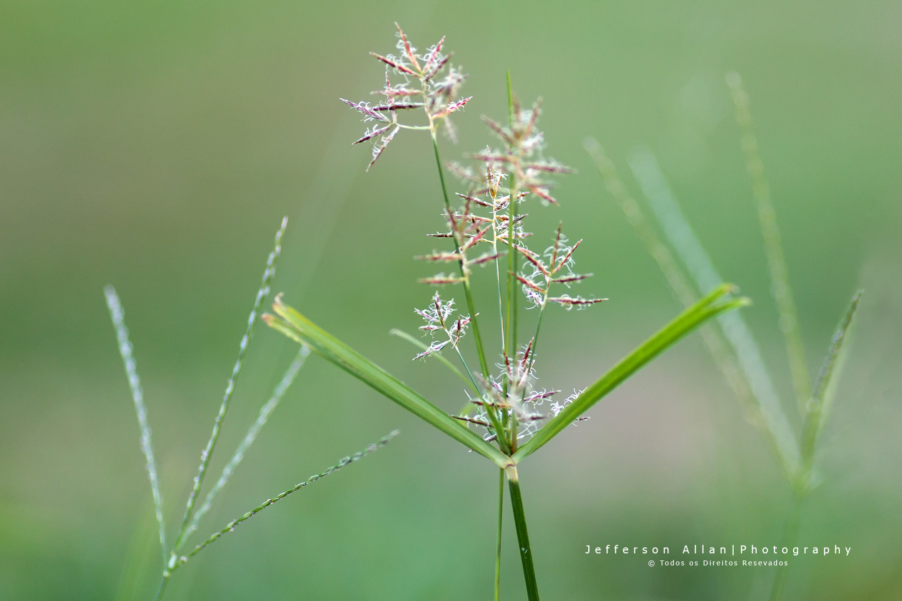 Canon EOS 5D Mark IV + Canon EF 135mm F2L USM sample photo. Pequeno teste com a 135mm f/2 espetacular o desfoque. photography