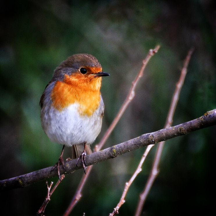 Canon EOS 70D sample photo. De nuevo petirrojo. again robin photography