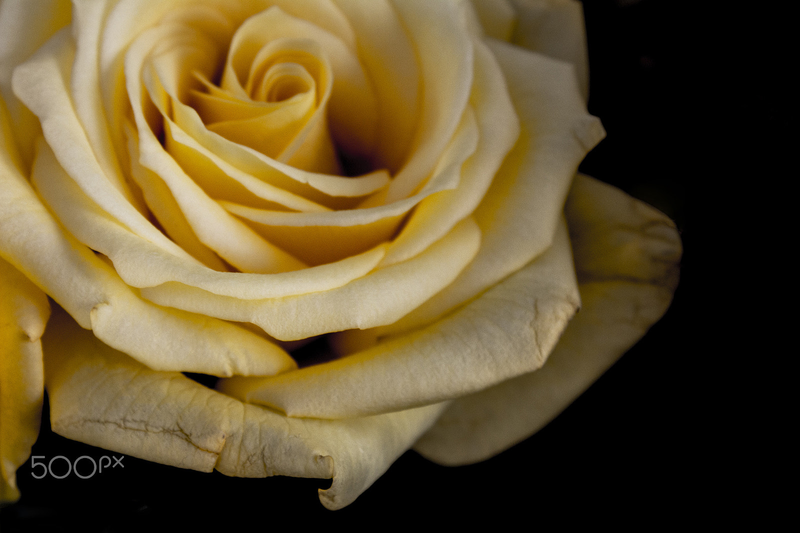 Canon EOS 650D (EOS Rebel T4i / EOS Kiss X6i) sample photo. Rose photography