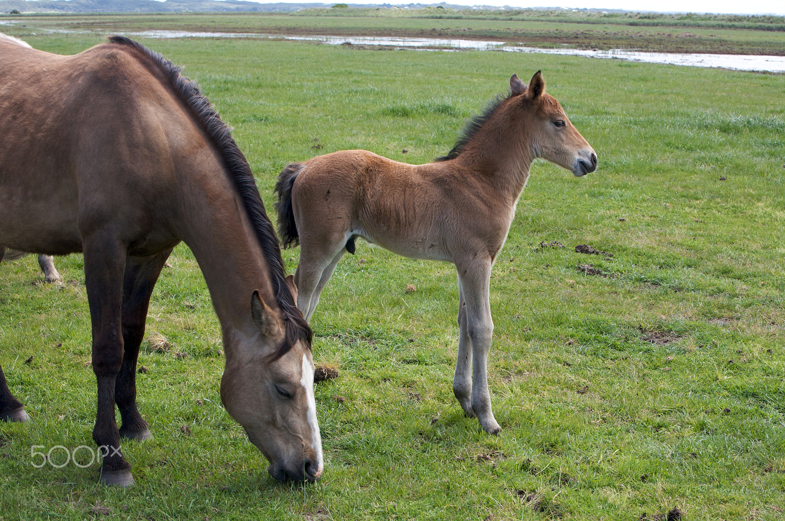 Canon EF 70-200mm F2.8L IS USM sample photo. A young horse foal photography