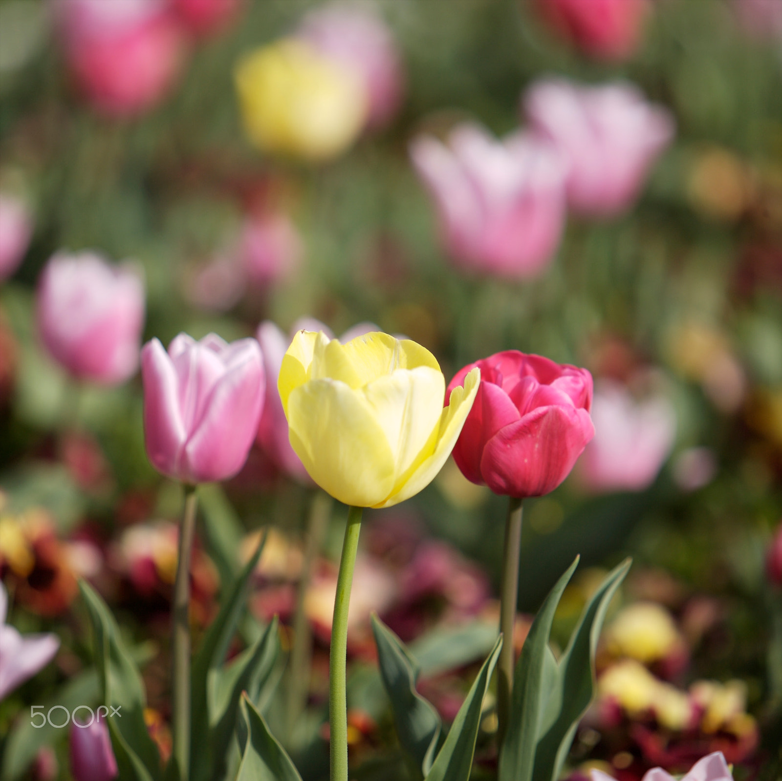 Canon EF 70-200mm F2.8L IS USM sample photo. Tullips photography