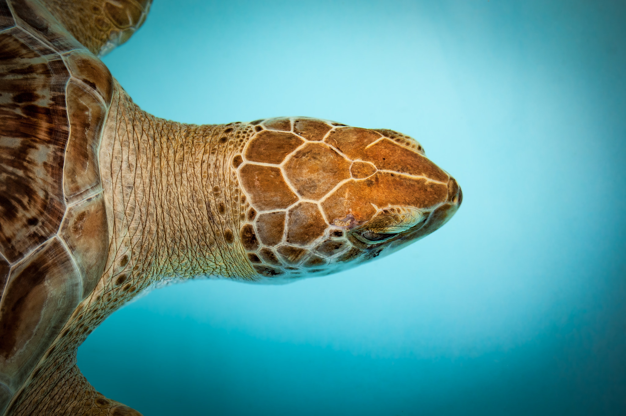 Nikon D300S sample photo. Hawksbill sea turtle 2 photography