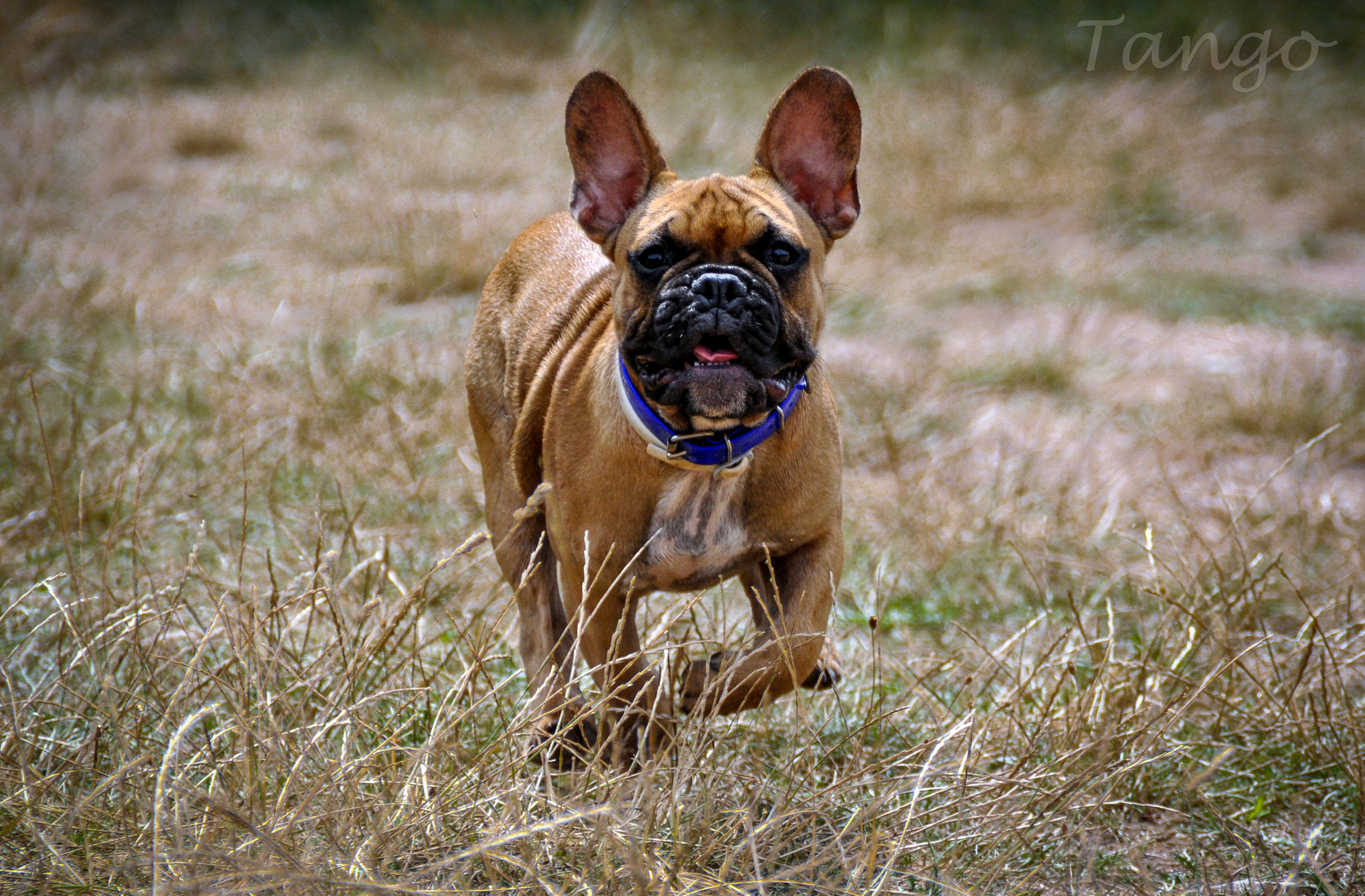 Nikon D5000 sample photo. Tango photography