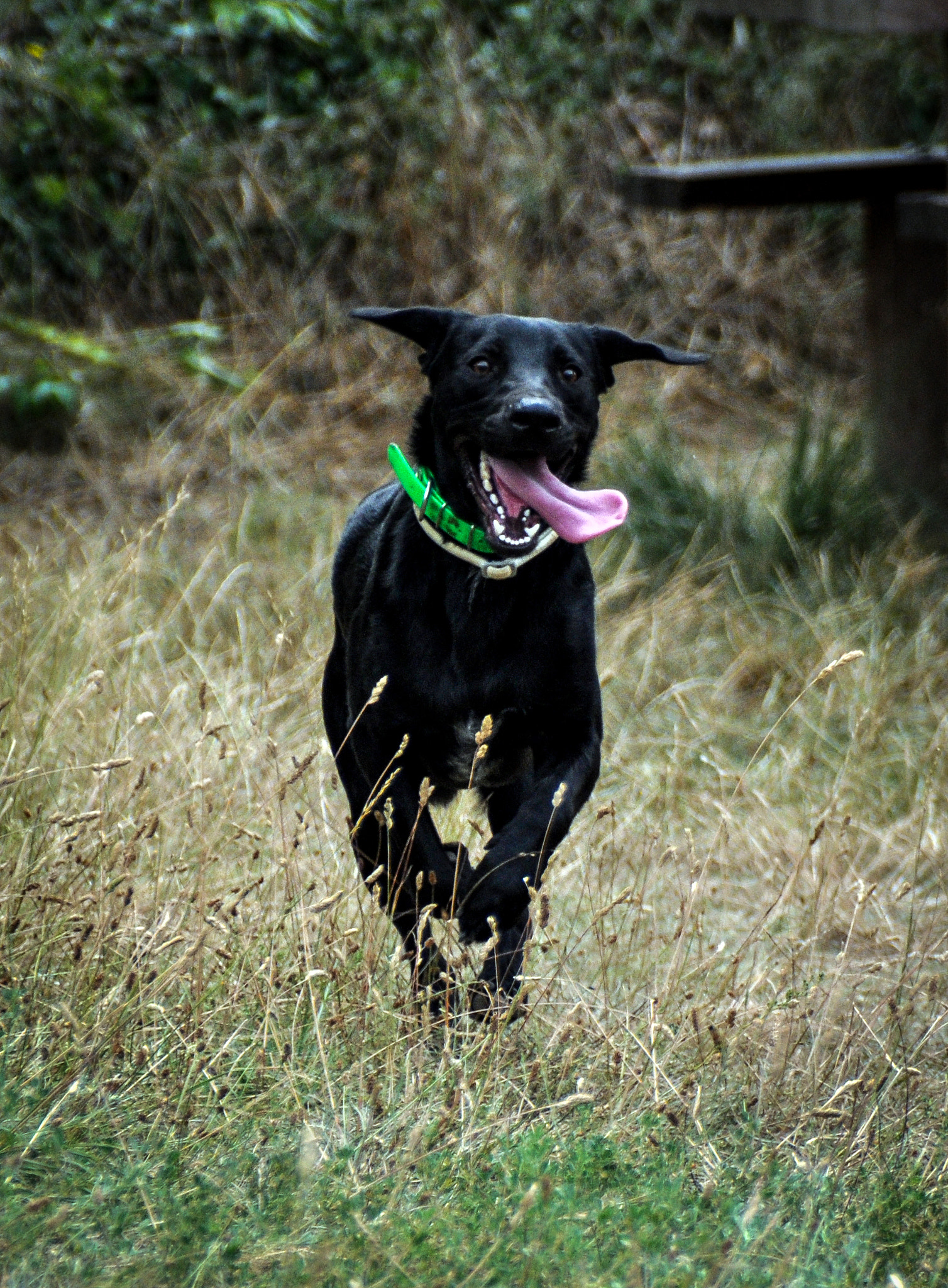 Nikon D5000 sample photo. Yoda photography