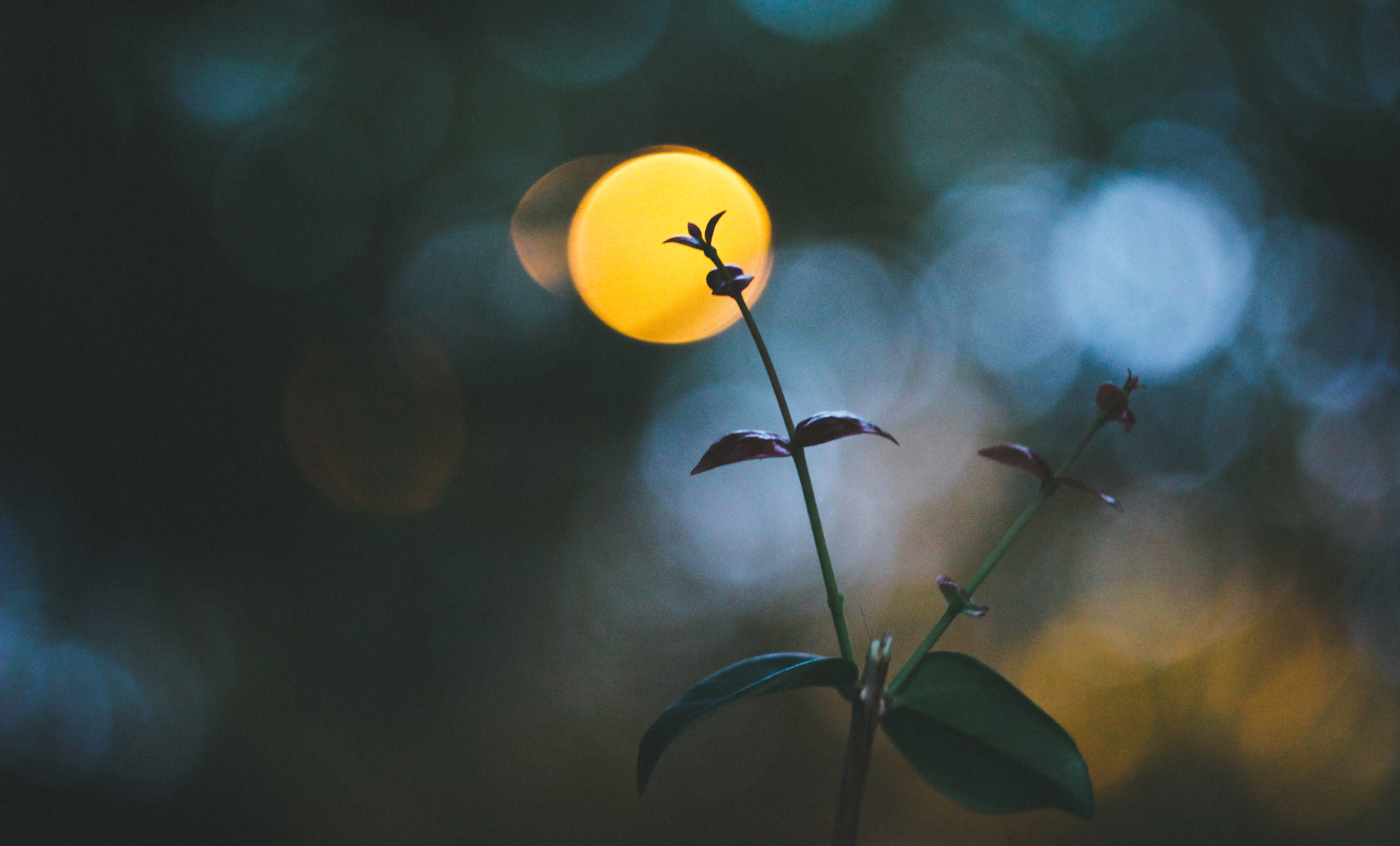 Canon EF 35-80mm f/4-5.6 sample photo. 20h10 photography