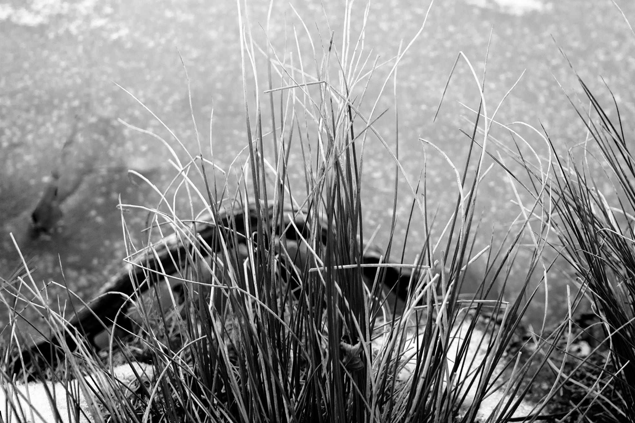 Olympus OM-D E-M5 + Olympus M.Zuiko Digital 25mm F1.8 sample photo. Lainzer tiergarten photography